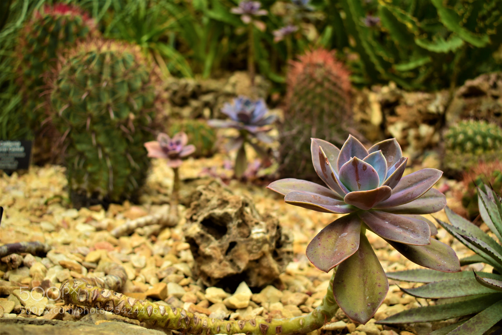 Nikon D5500 sample photo. Garden photography