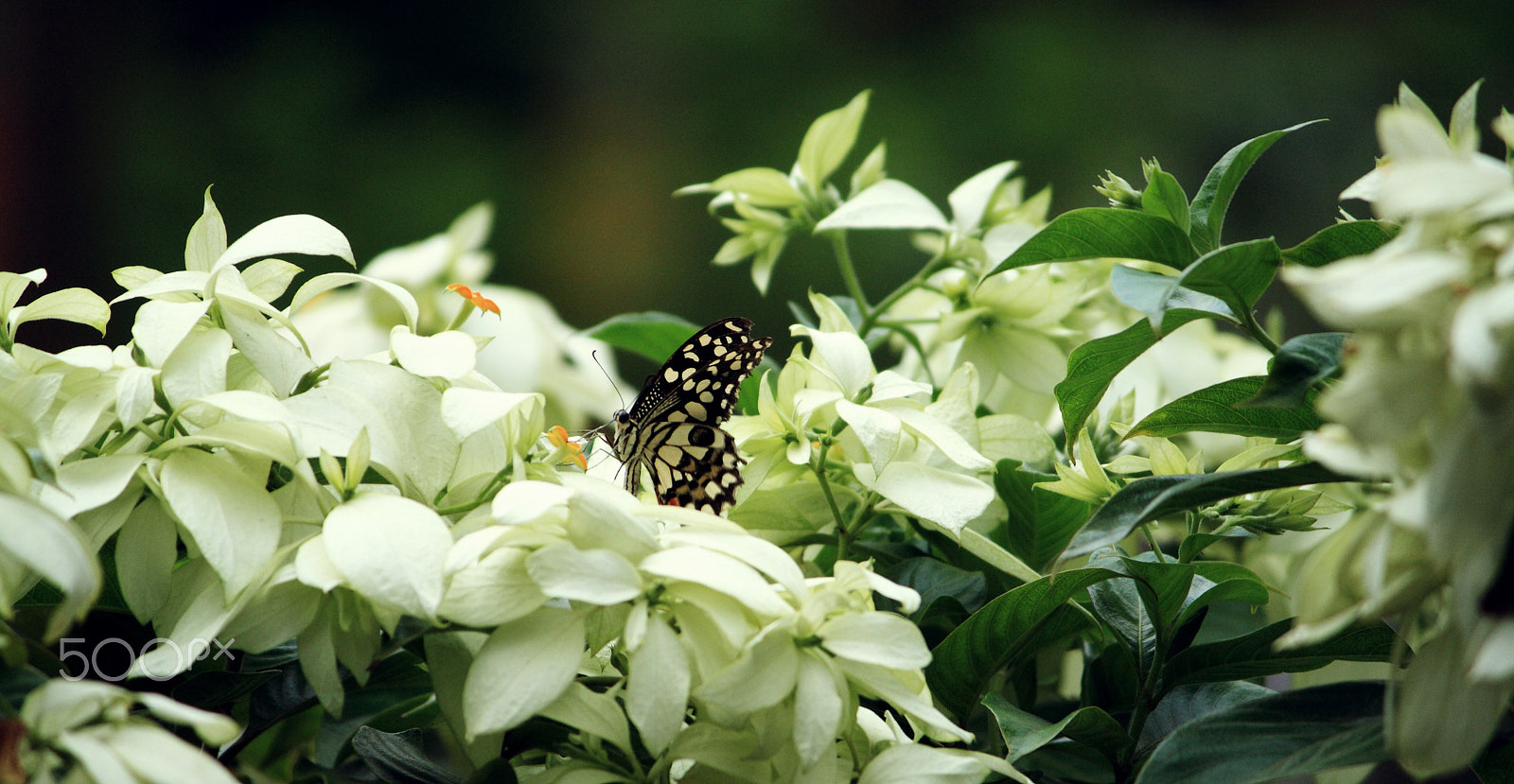 Canon EF-S 55-250mm F4-5.6 IS II sample photo. Spring photography