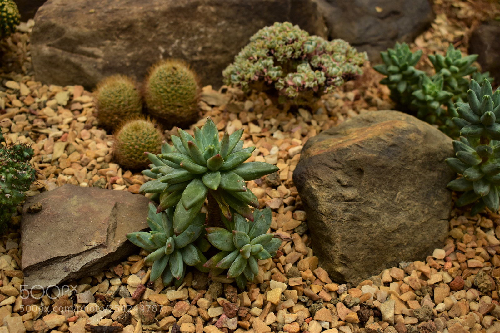Nikon D5500 sample photo. Garden photography