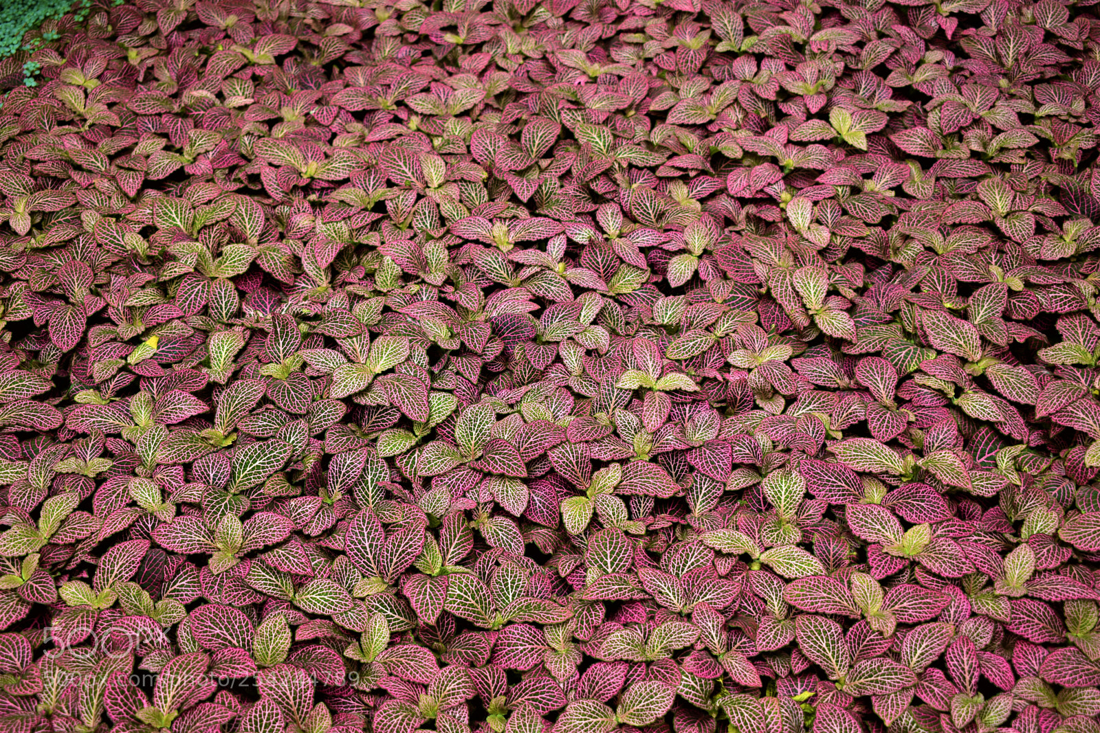 Nikon D5500 sample photo. Garden photography