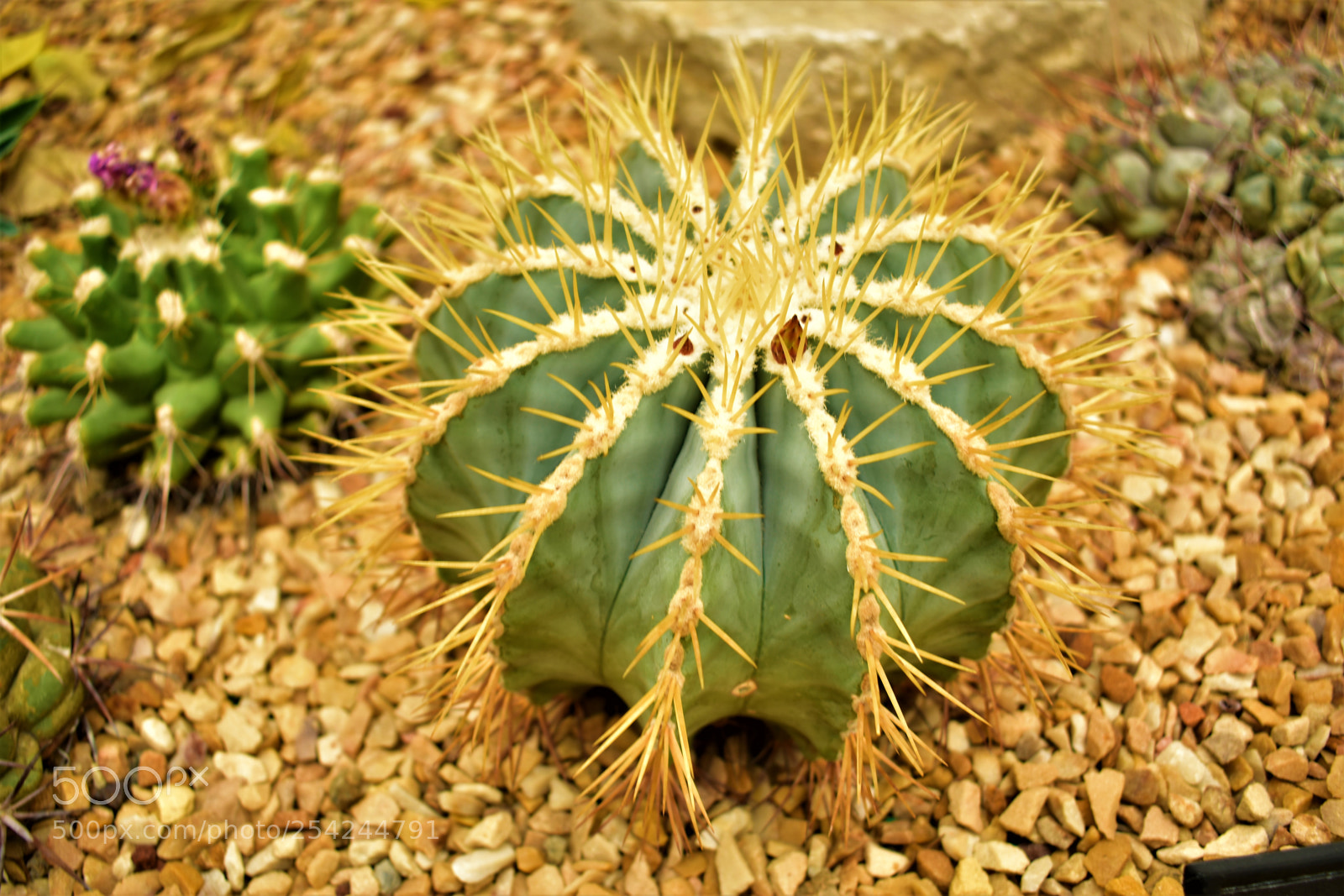 Nikon D5500 sample photo. Garden photography