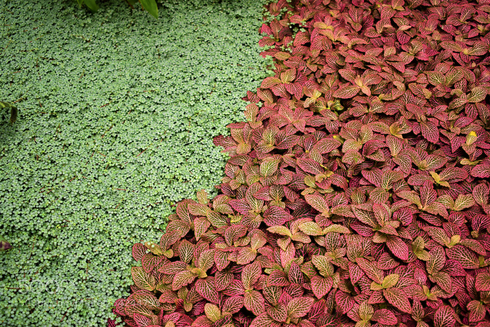 Nikon D5500 sample photo. Garden photography