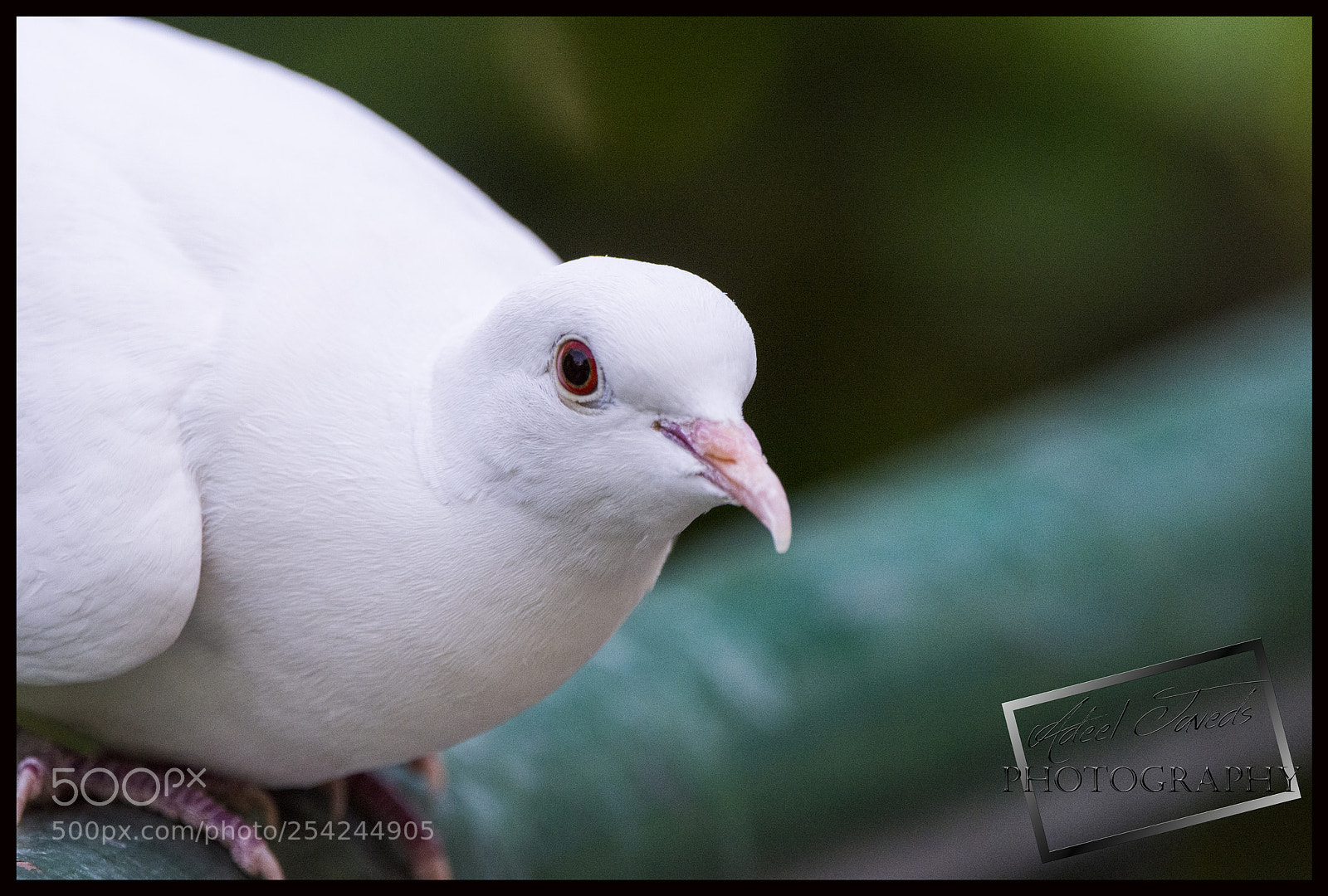 Nikon D7200 sample photo. Khumra photography