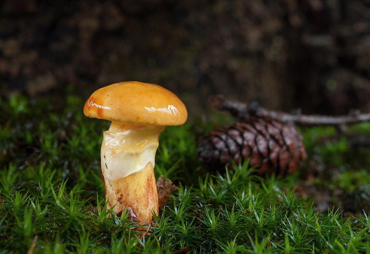 Olympus E-30 sample photo. Suillus grevillei ( larch bolete) photography