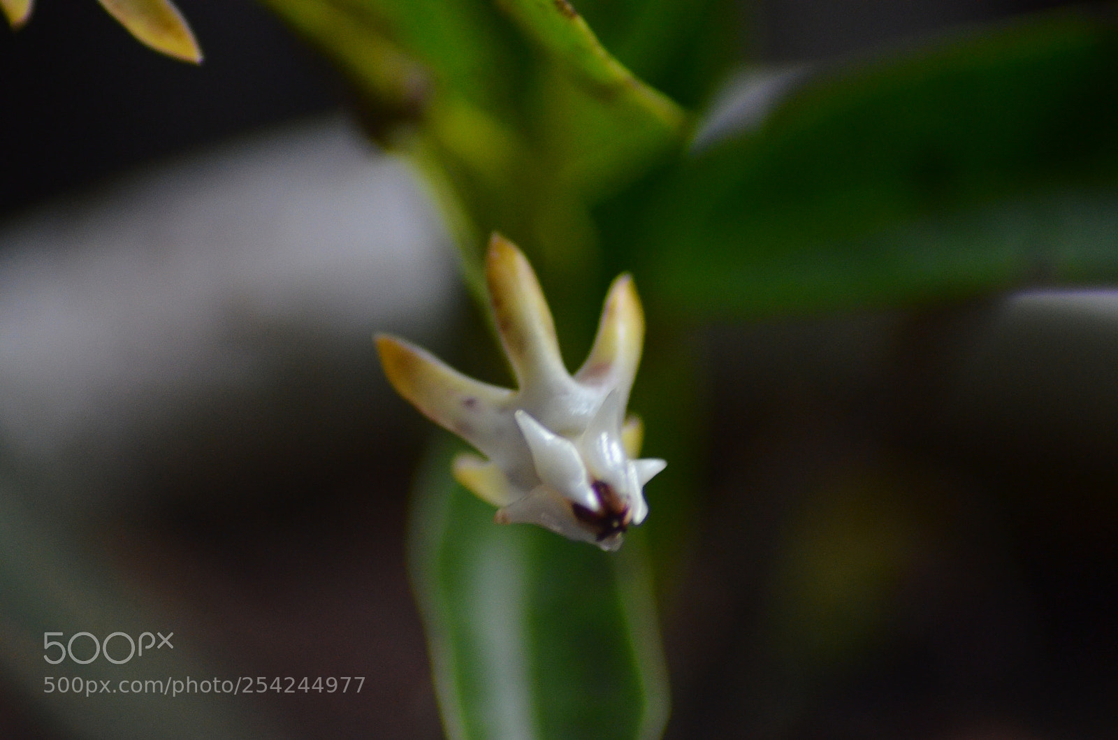Nikon D5100 sample photo. Viet nam people photography