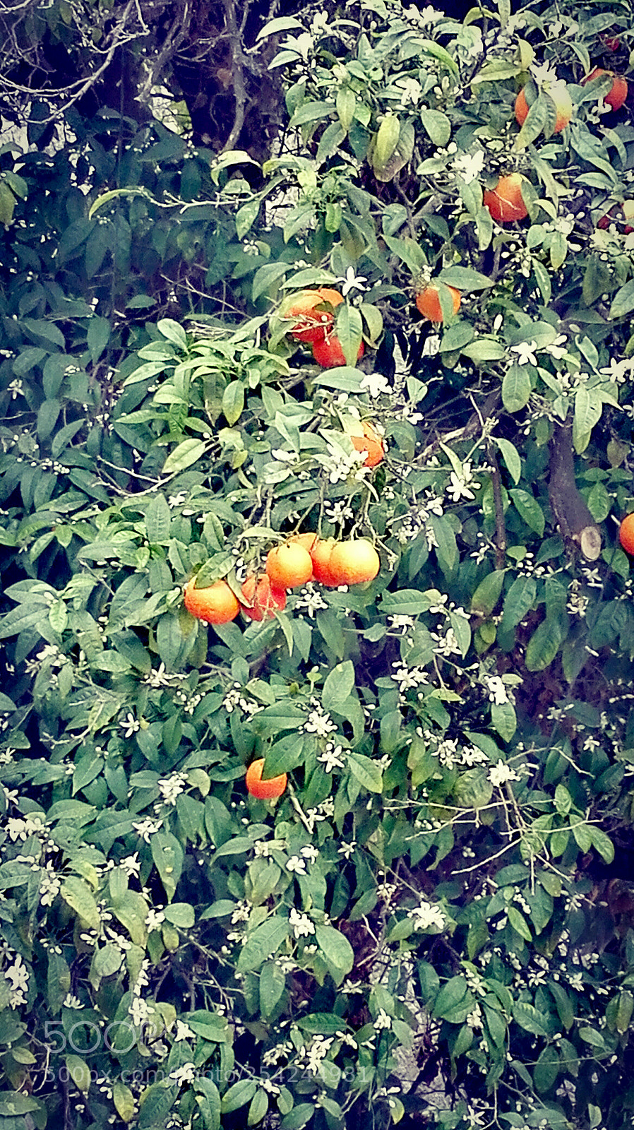 HUAWEI P8 Lite sample photo. Wild photography