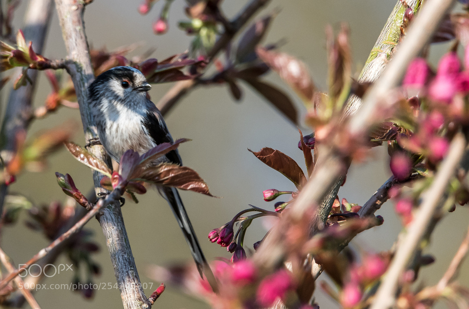 Nikon D850 sample photo. Looking to spring... photography