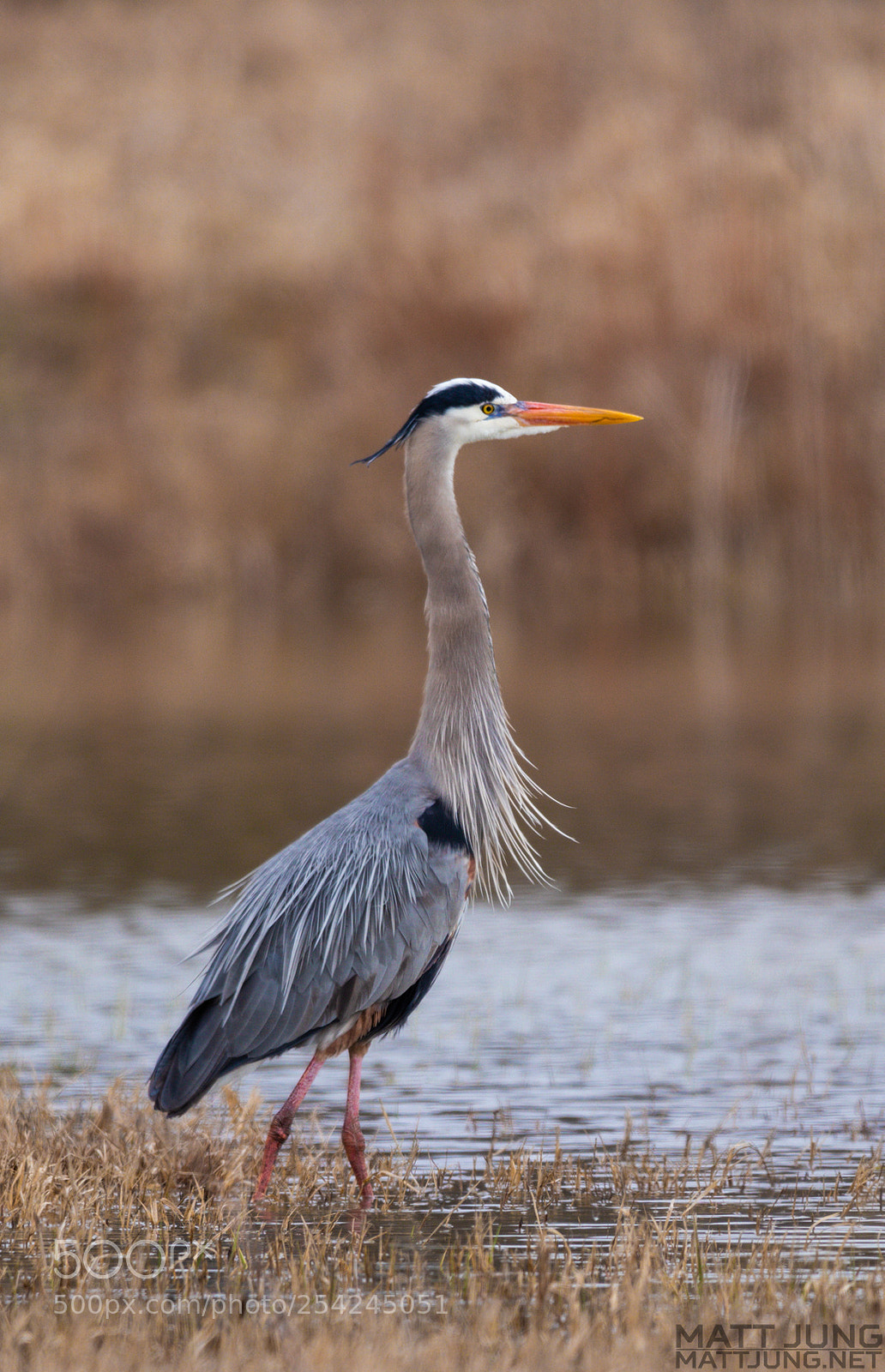 Canon EOS 800D (EOS Rebel T7i / EOS Kiss X9i) sample photo. Full plumage photography