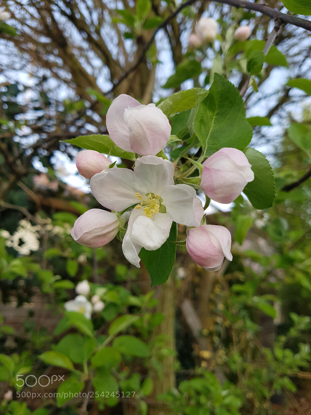 Samsung Galaxy S7 sample photo. Apple blossom photography