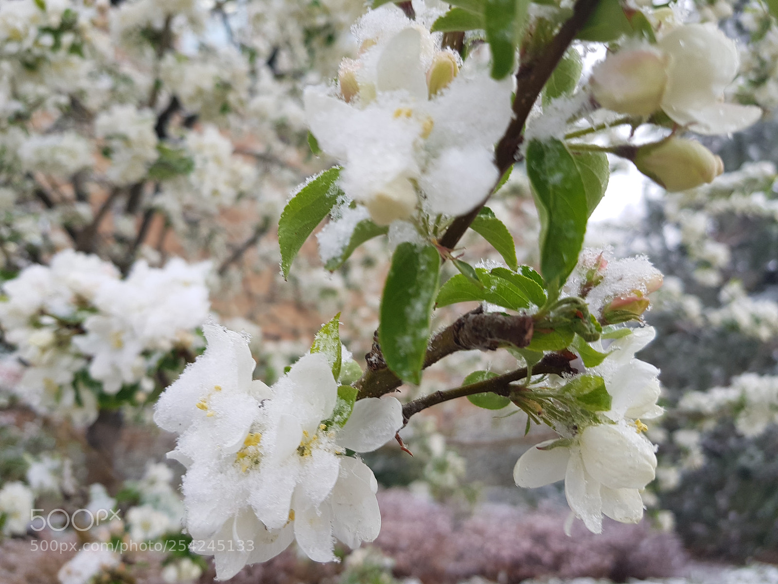 Samsung Galaxy S8+ sample photo. Spring snowstorm photography