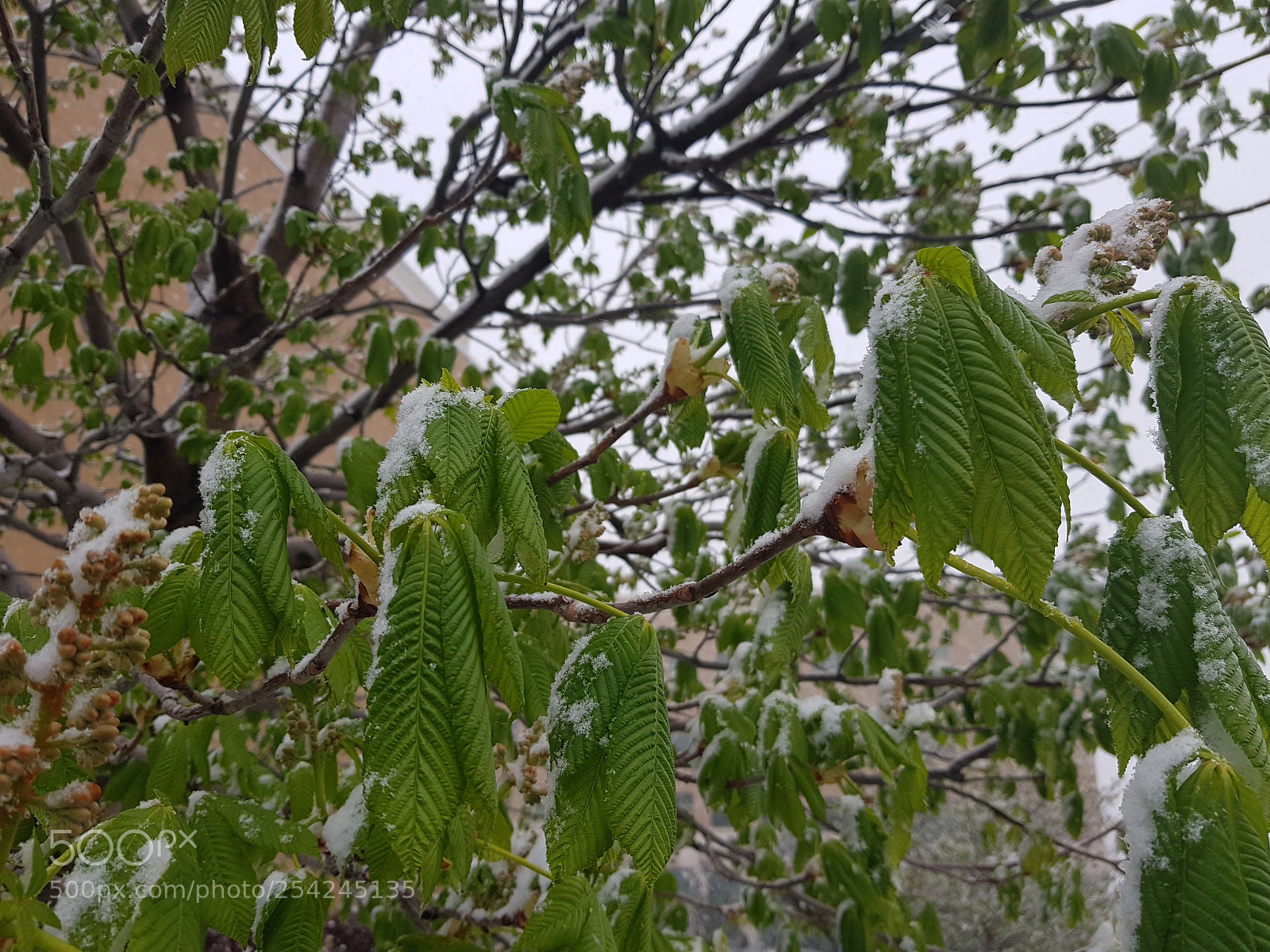Samsung Galaxy S8+ sample photo. Snow on buckye leaves photography