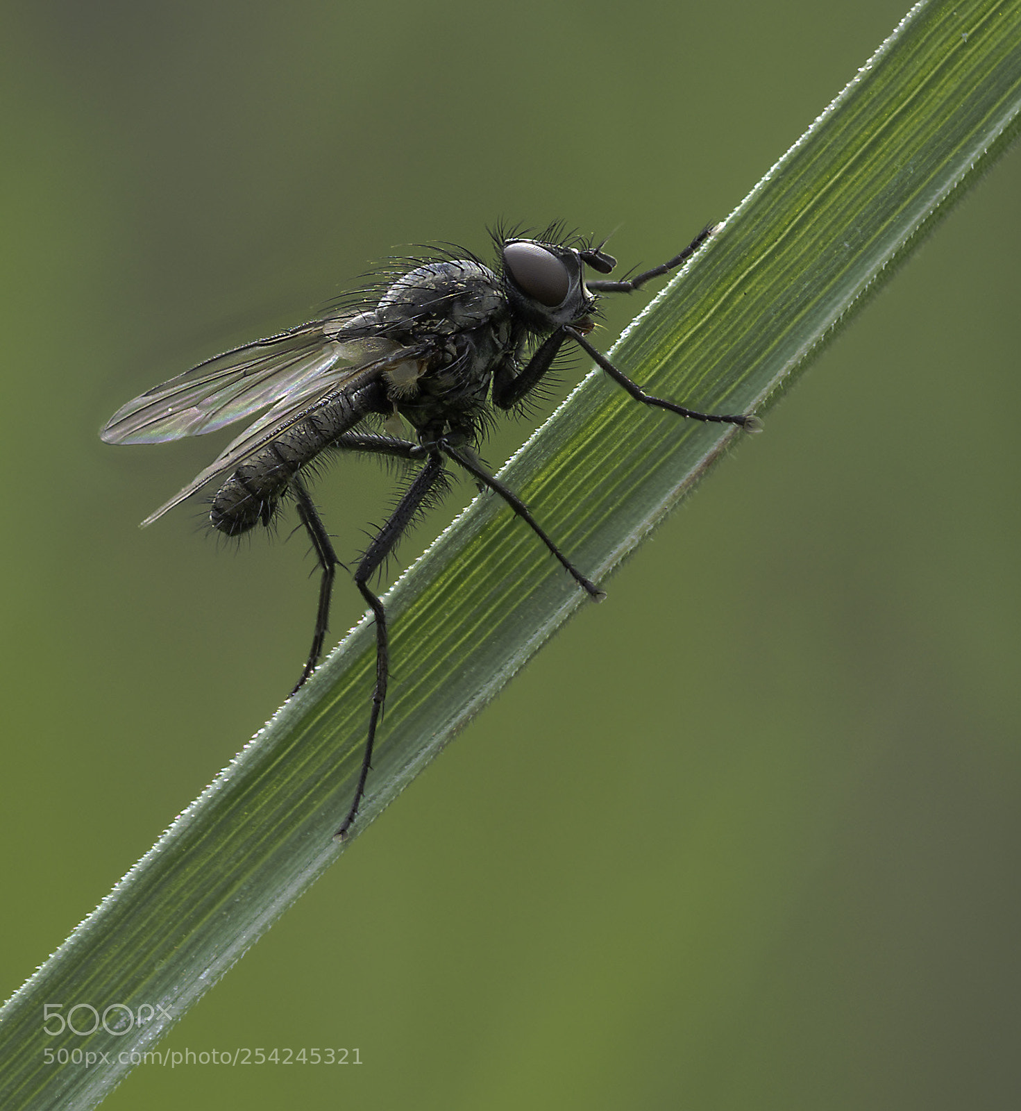 Olympus OM-D E-M1 Mark II sample photo. Fly #3 photography