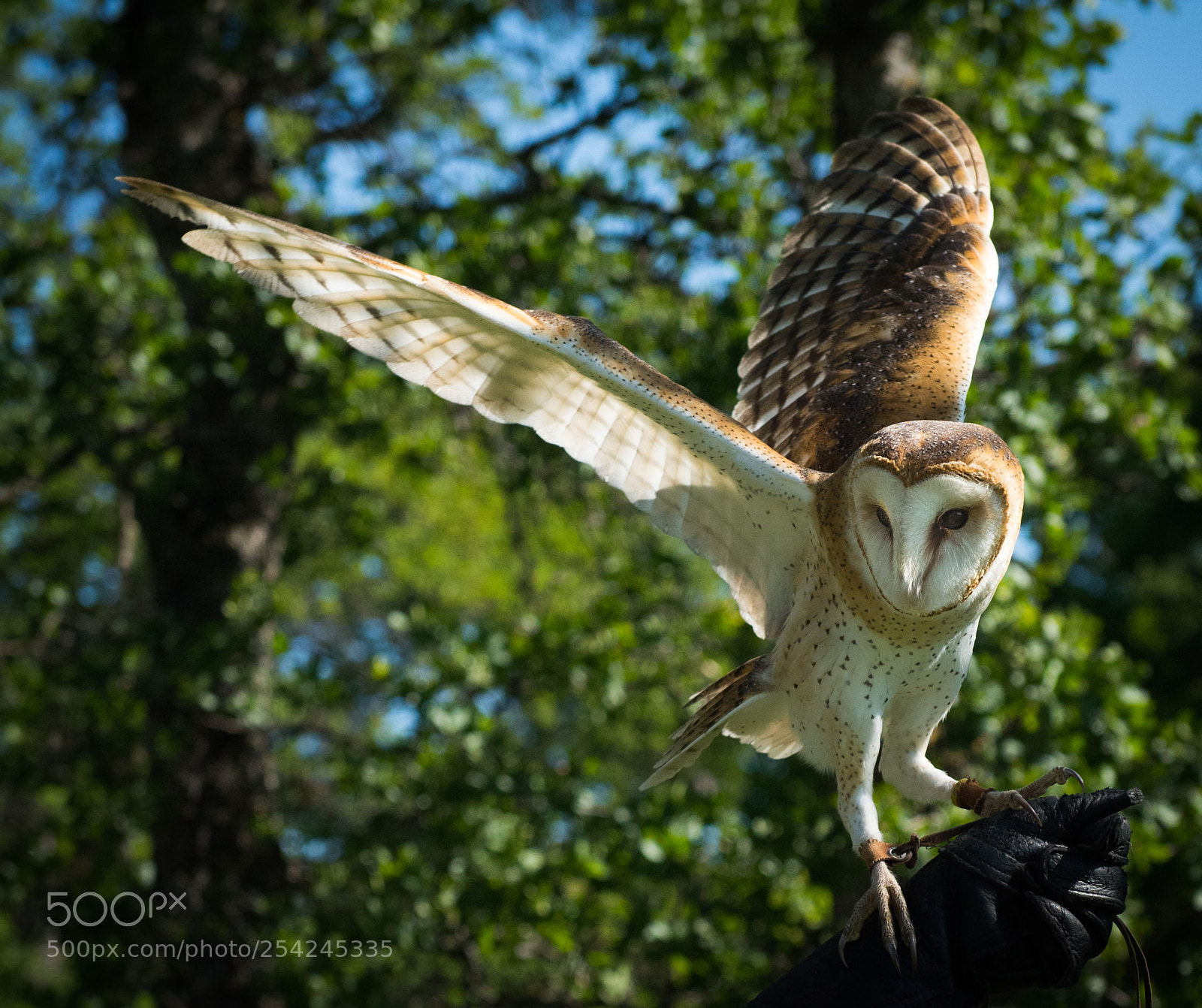 Nikon D810 sample photo. Spreading wings photography