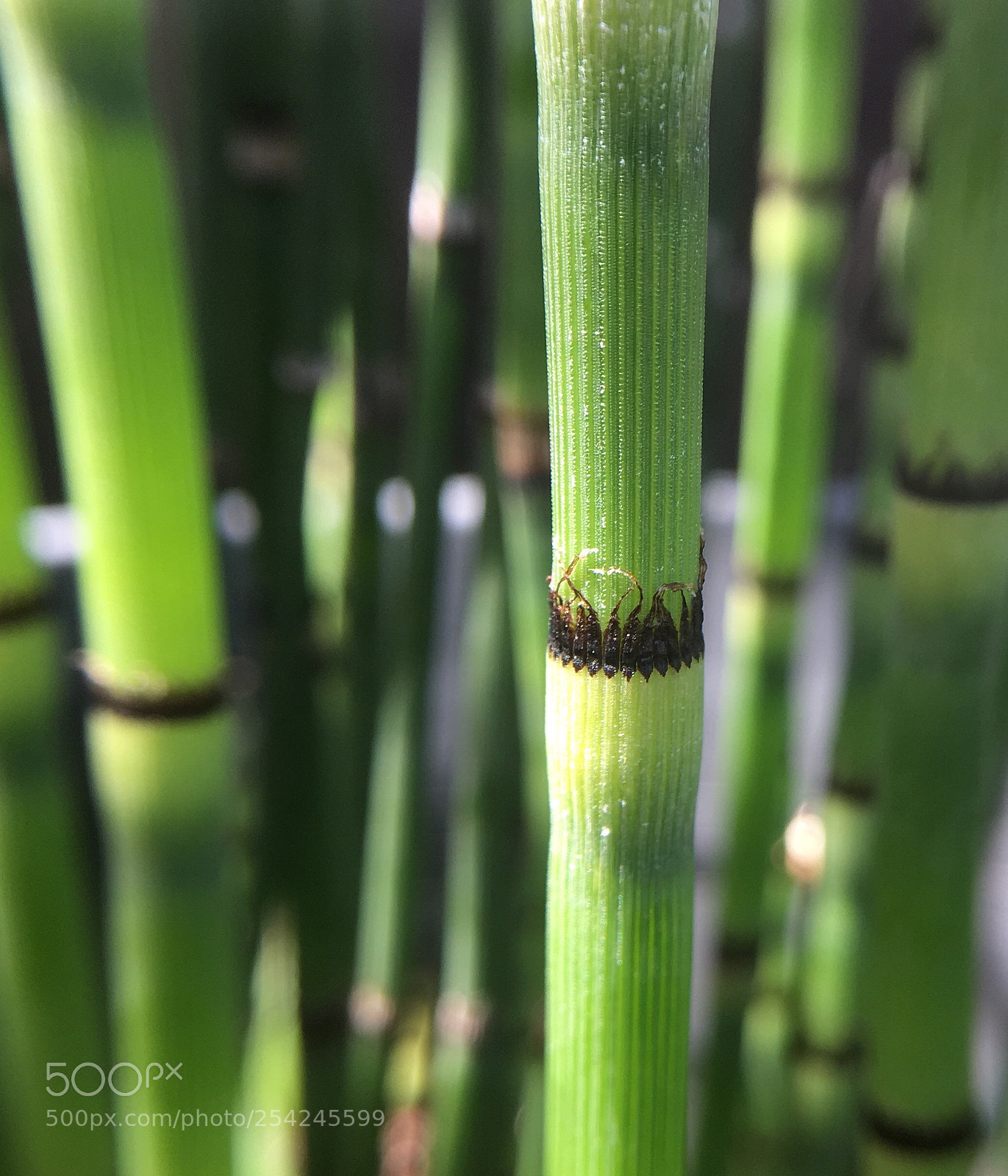 Apple iPhone 6s Plus sample photo. Untitled photography