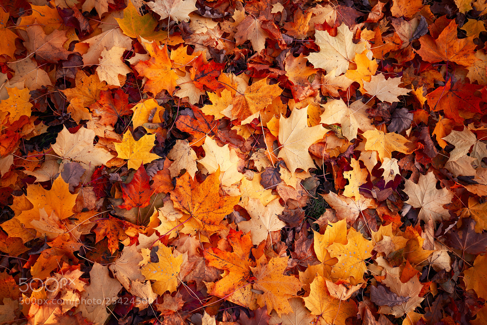 Canon EOS 5D Mark II sample photo. Leaf photography