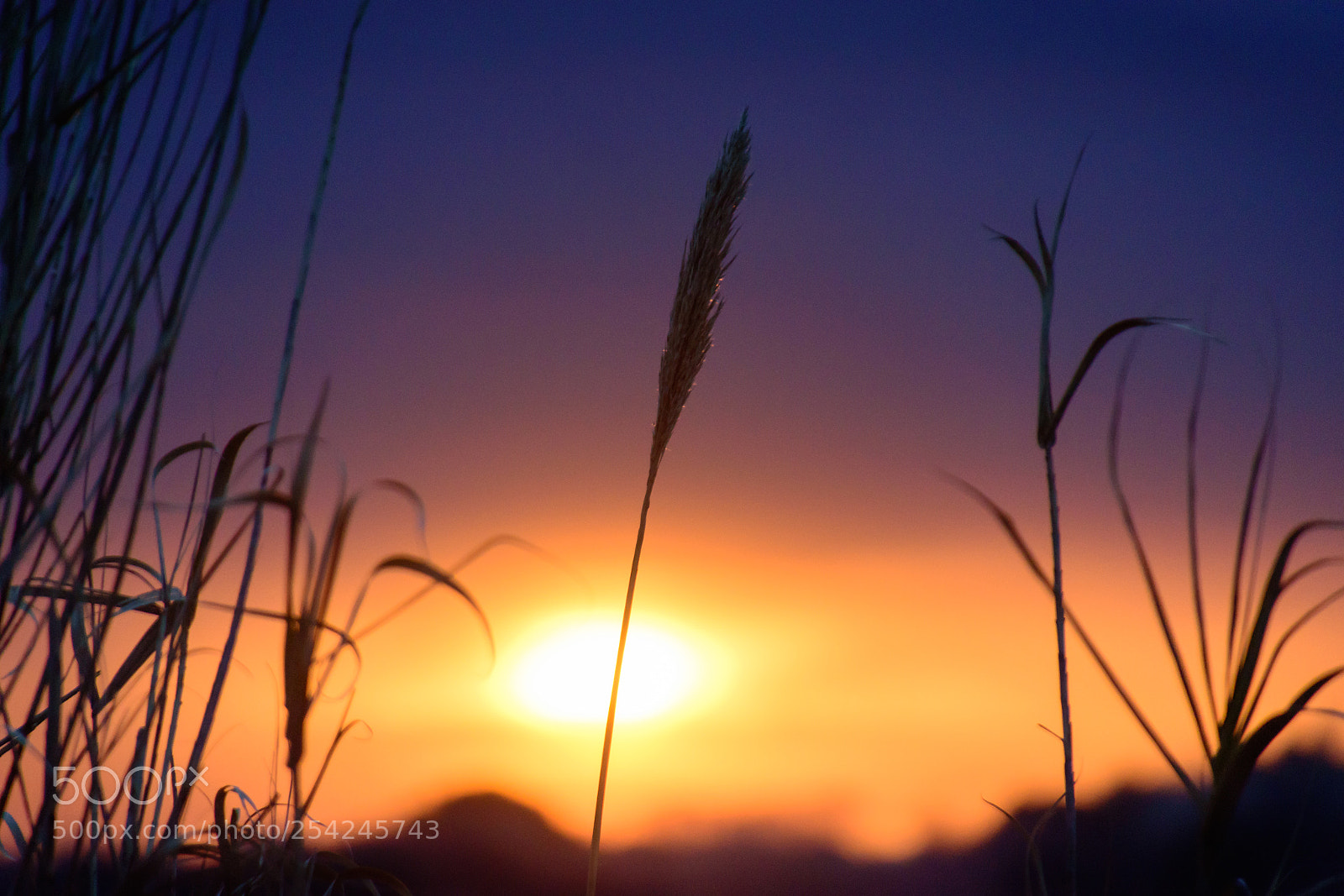 Nikon D5500 sample photo. Proud morning photography