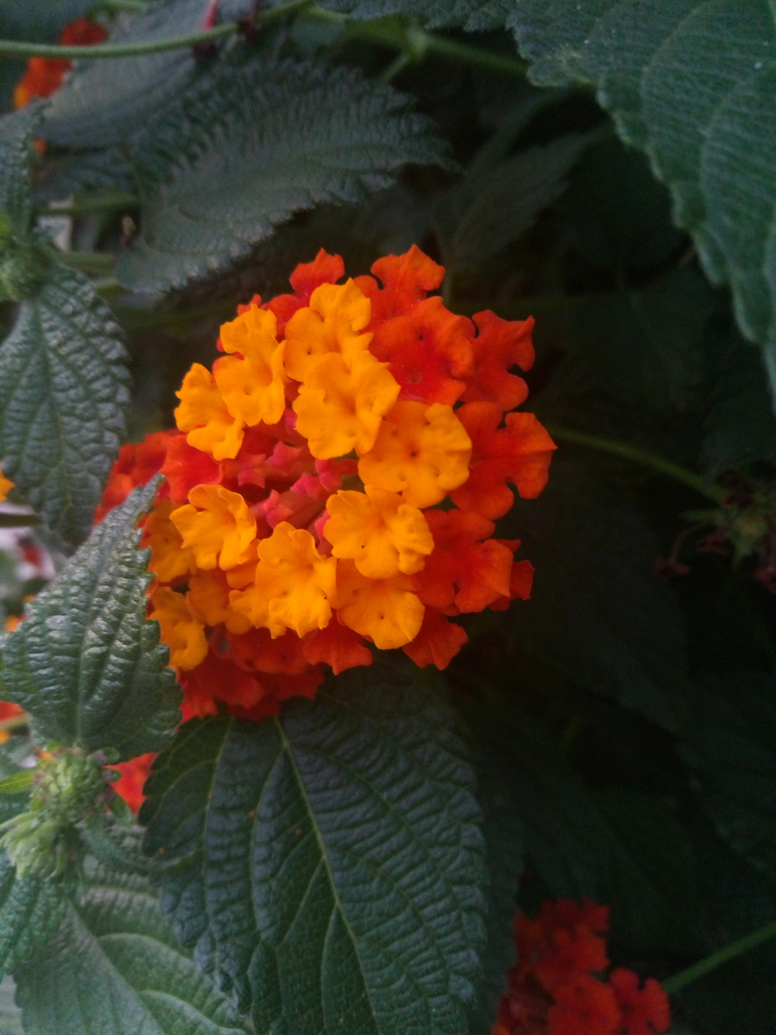 Meizu M3s sample photo