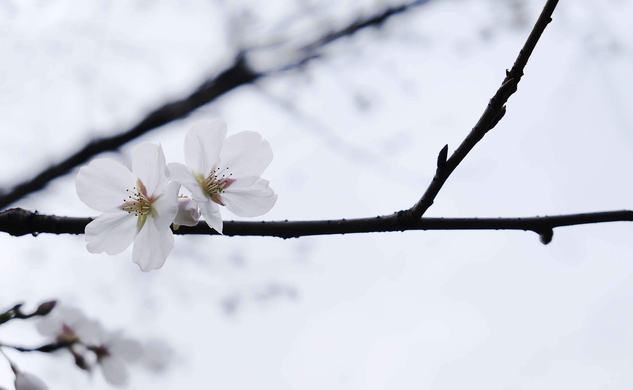 Panasonic Lumix DMC-LX10 (Lumix DMC-LX15) sample photo. Pure white photography
