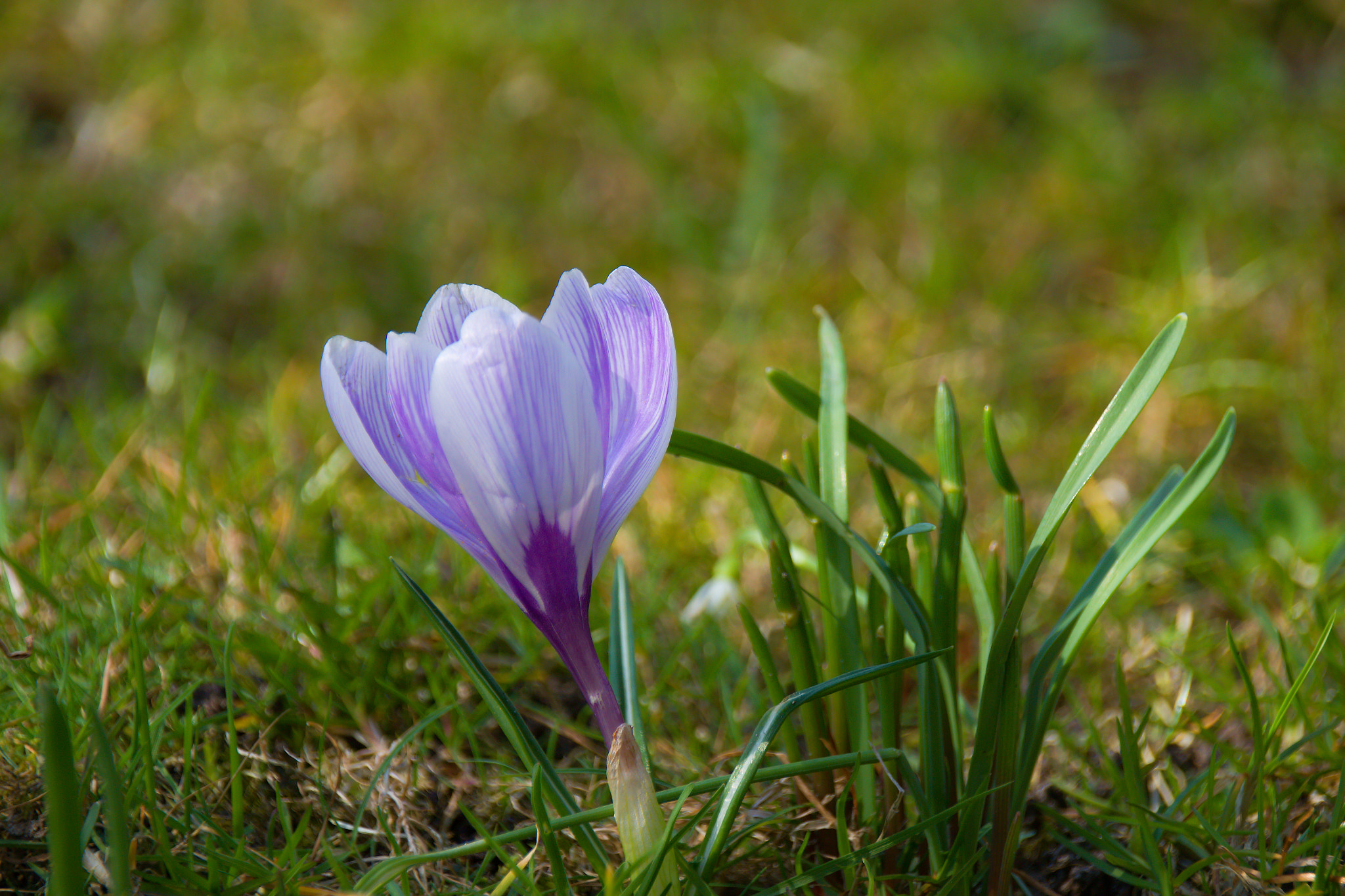 Sigma 18-250mm F3.5-6.3 DC OS HSM sample photo. Crocus photography