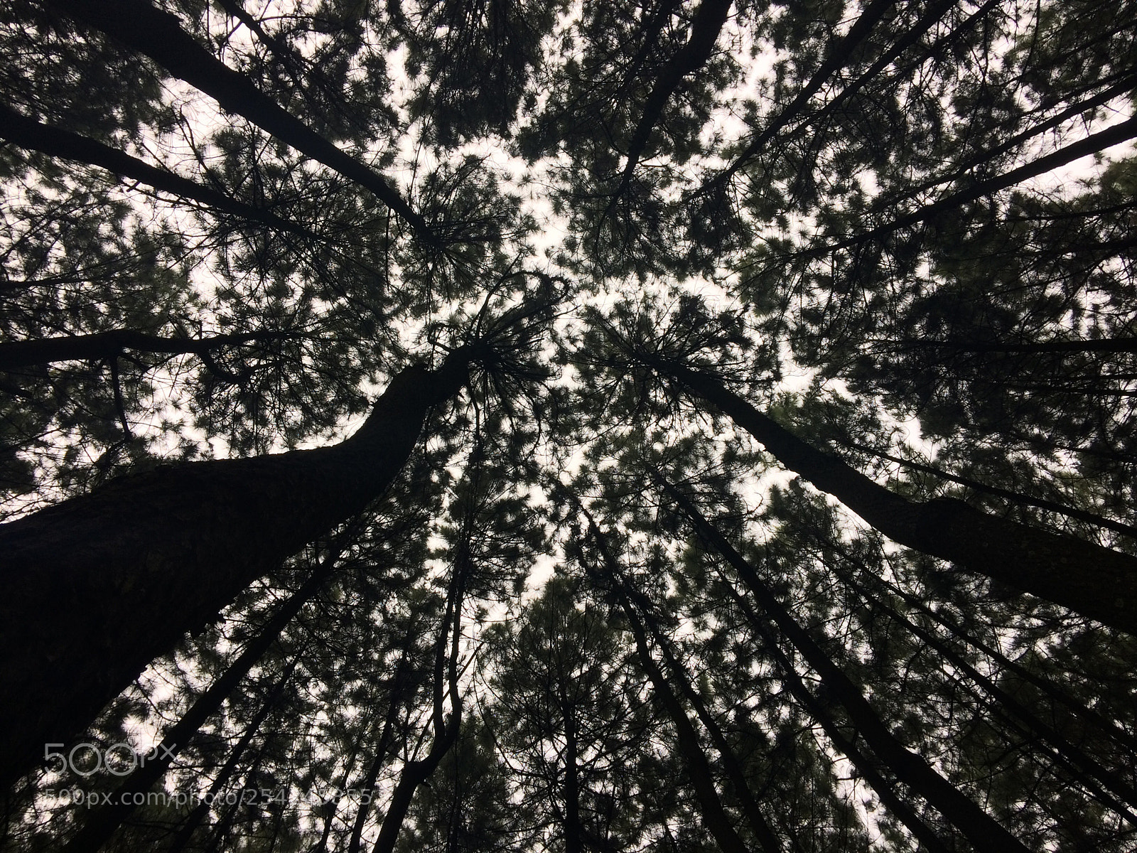 Apple iPhone 5s sample photo. Can you reach that ? ? photography