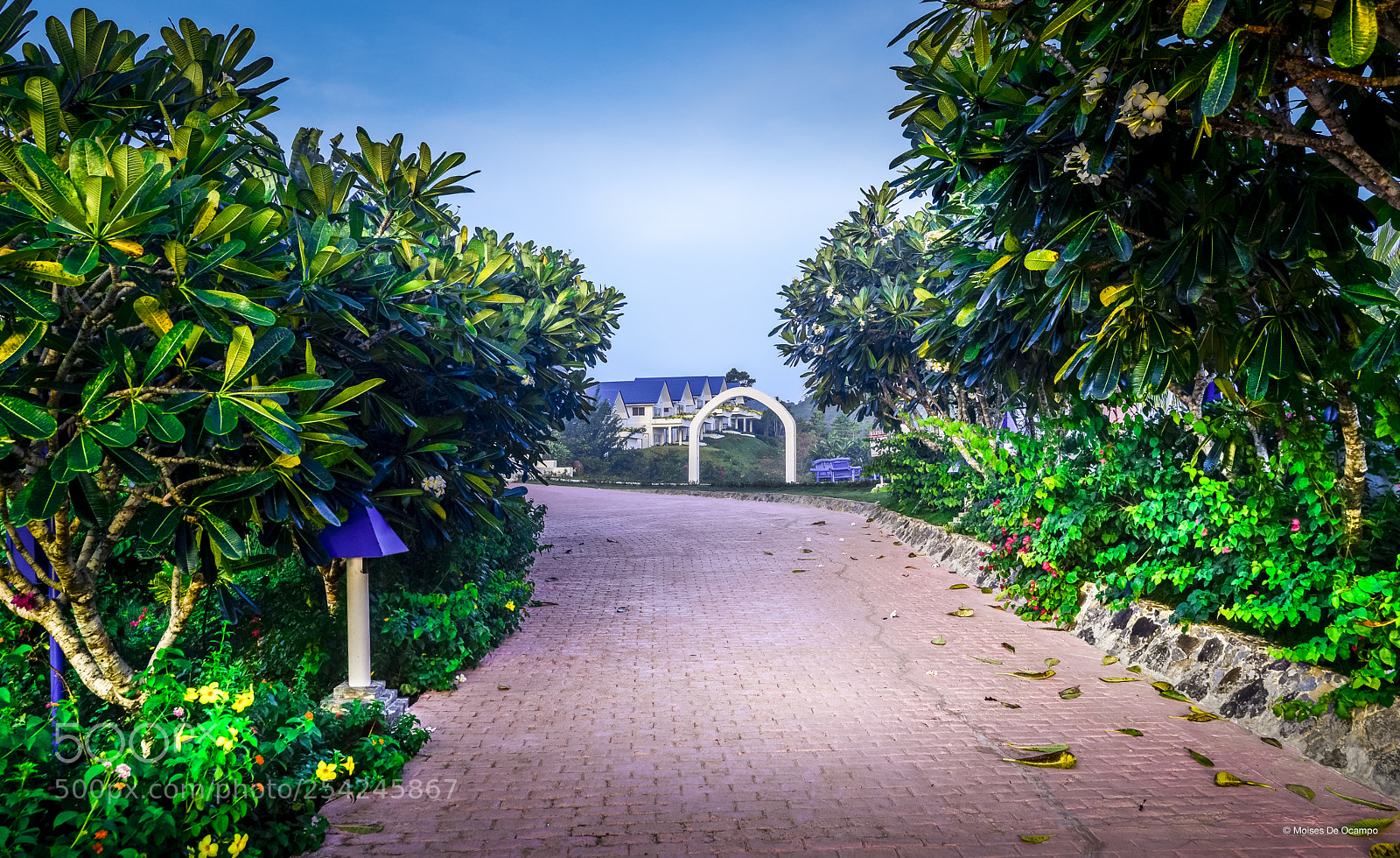 Nikon D610 sample photo. Pink road photography