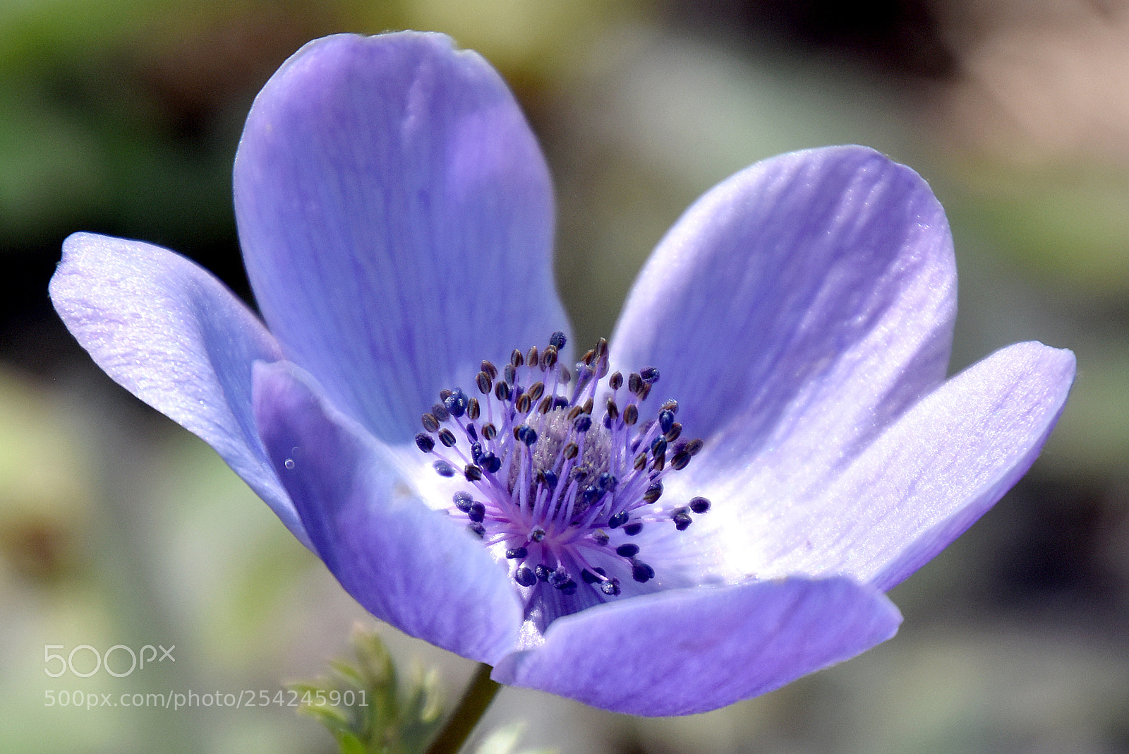 Nikon D5500 sample photo. Luz de primavera photography