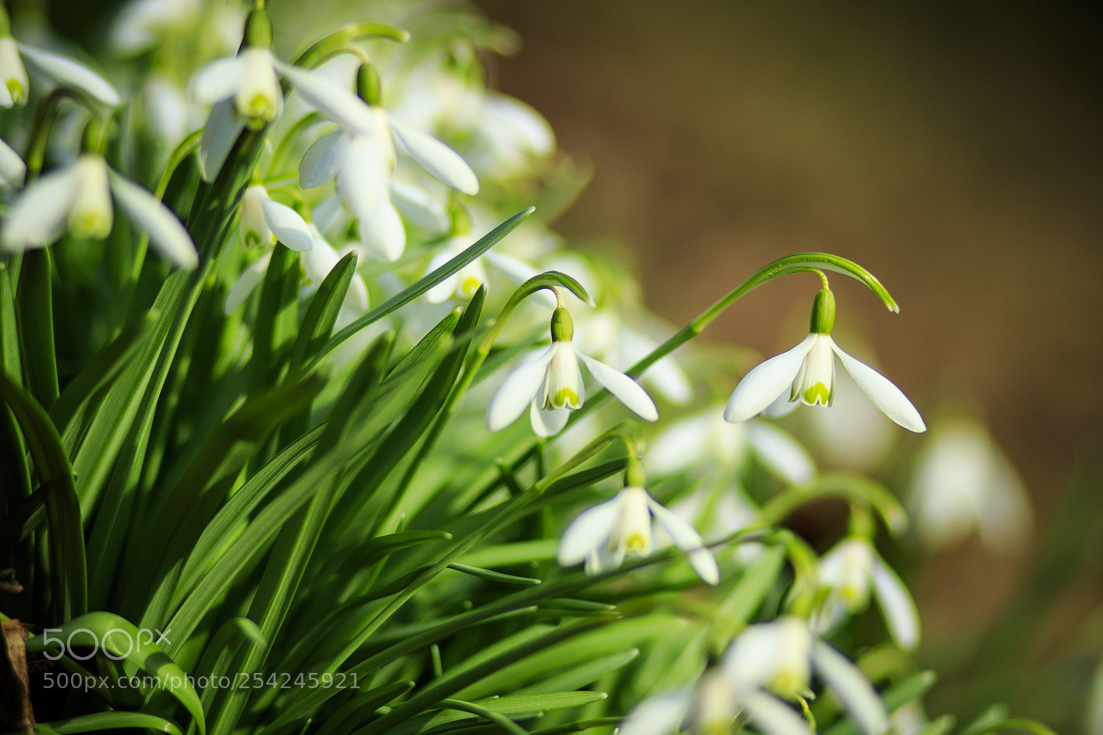 Canon EOS 7D Mark II sample photo. Spring photography