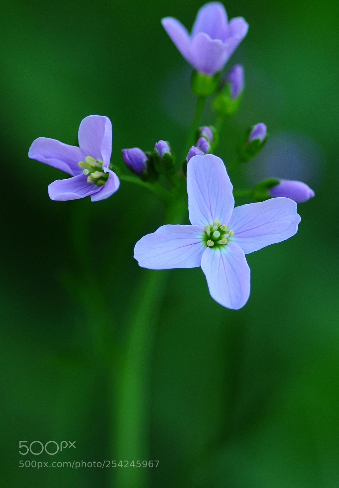 Nikon D90 sample photo. Springtime again...again...and again photography