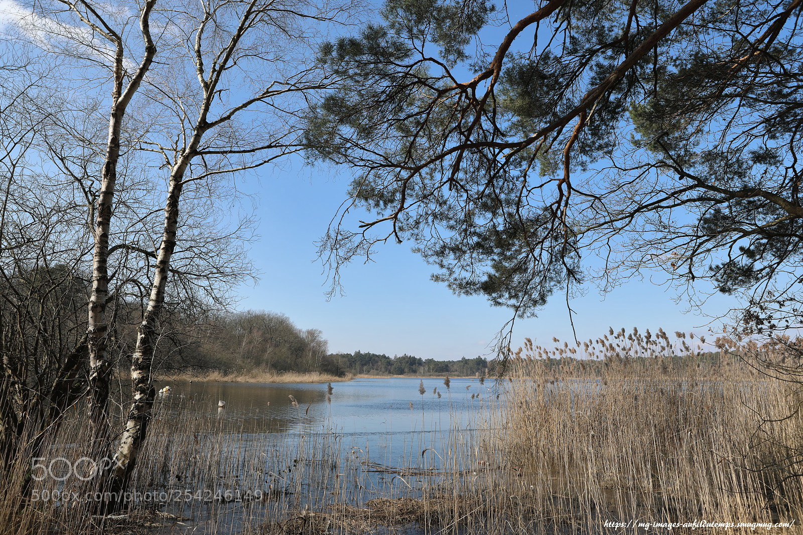 Canon EOS 5D Mark IV sample photo. Winter morning in the photography