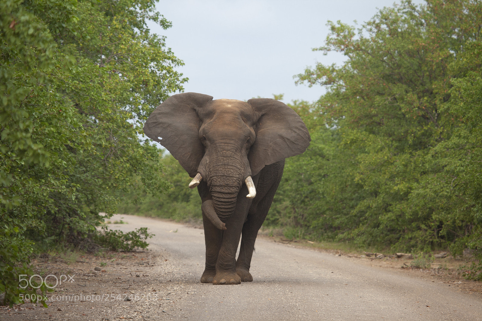 Canon EOS 5D Mark II sample photo. Elephant front view photography