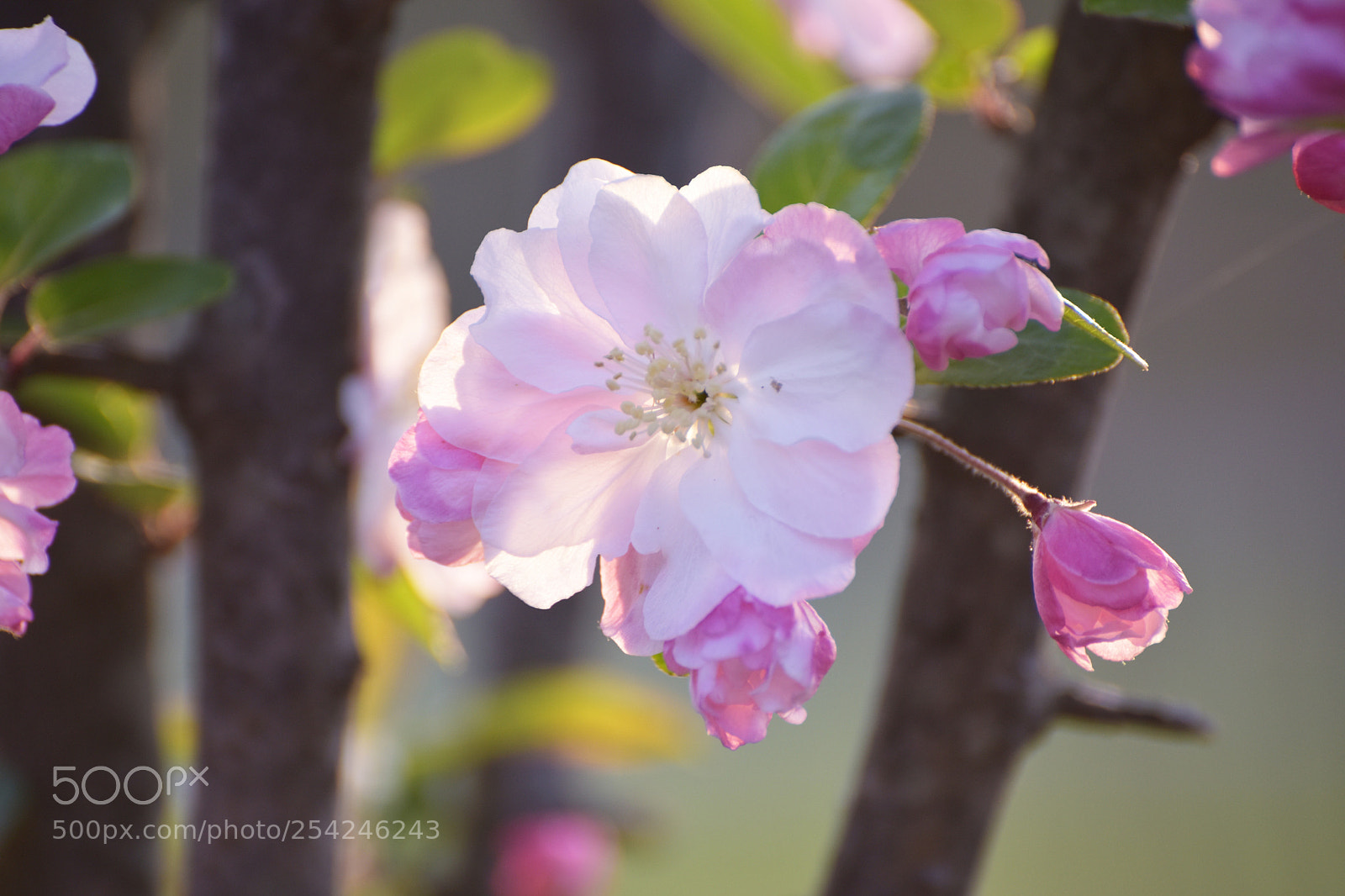Nikon D810 sample photo. Untitled photography
