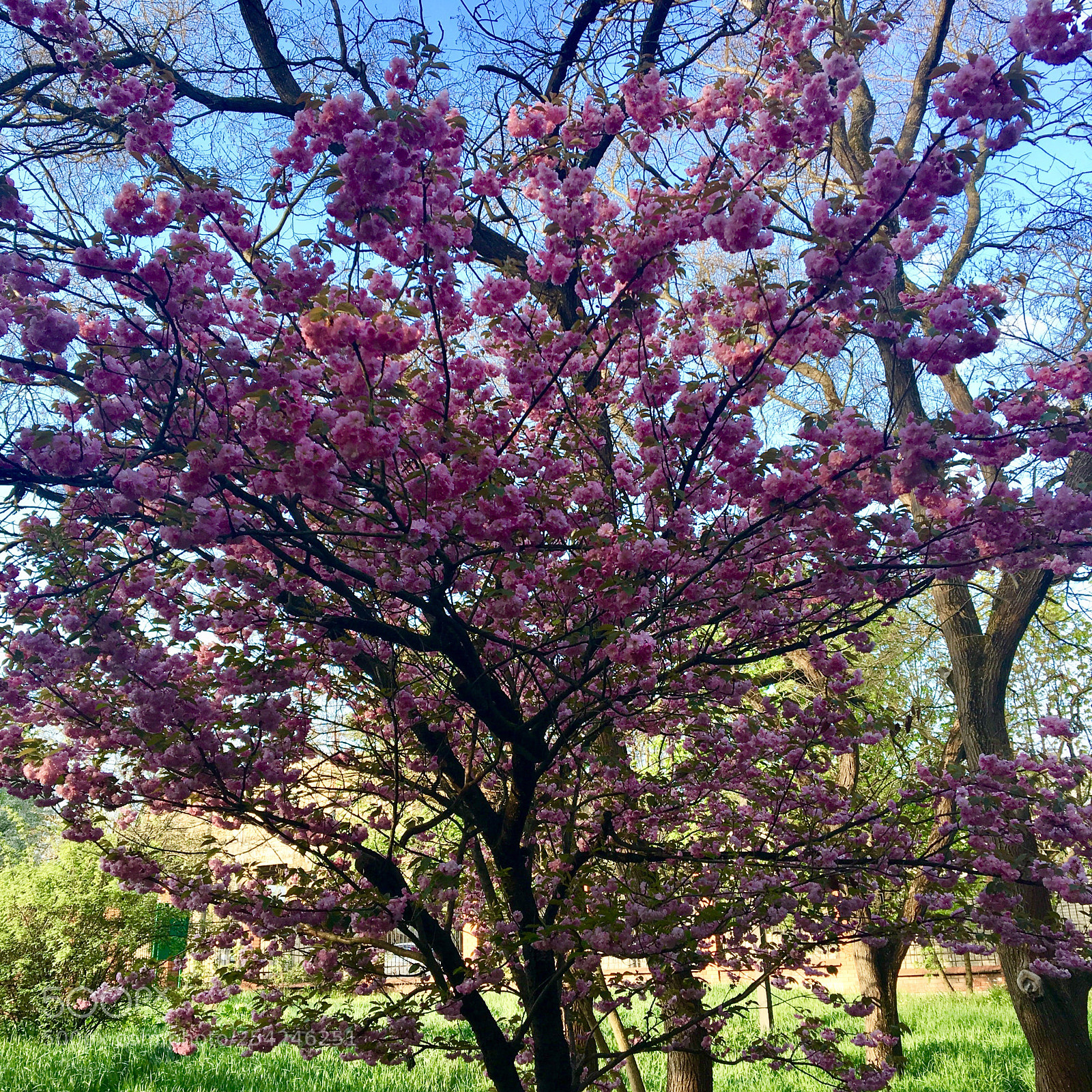 Apple iPhone 6s sample photo. Untitled photography
