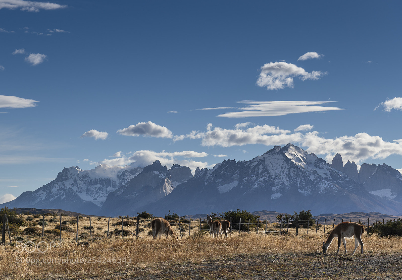 Nikon D850 sample photo. Torres del paine photography
