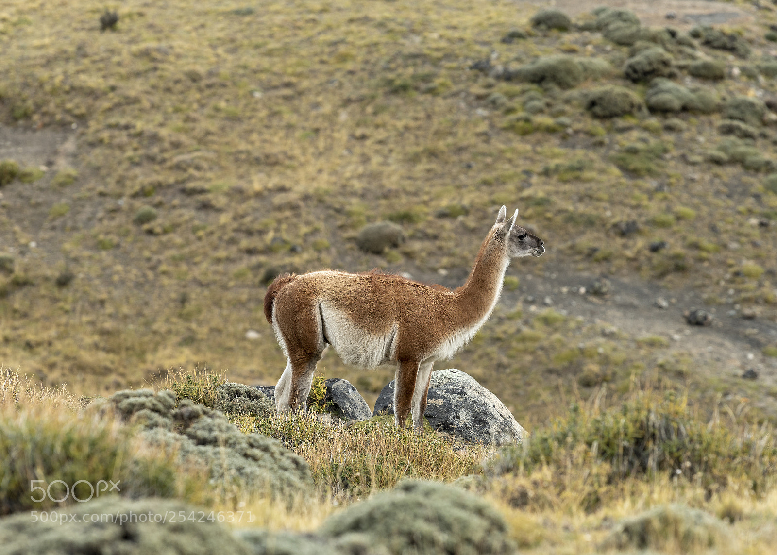 Nikon D850 sample photo. Torres del paine photography
