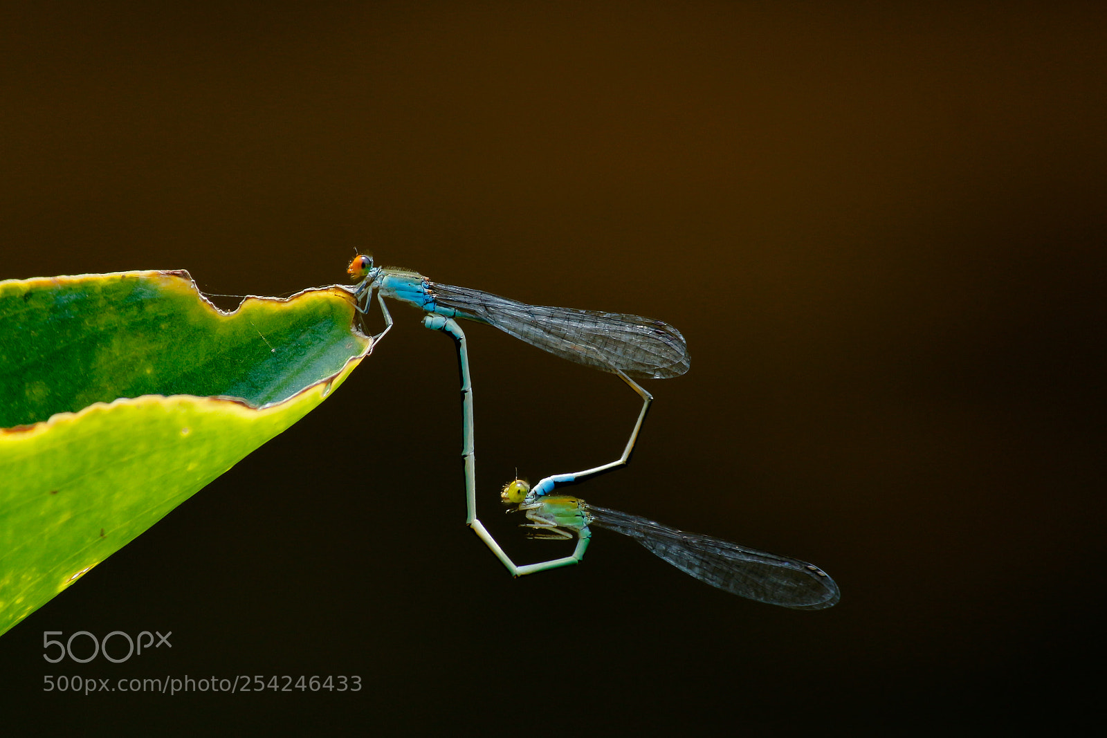 Canon EOS 700D (EOS Rebel T5i / EOS Kiss X7i) sample photo. Dragonfly mating photography