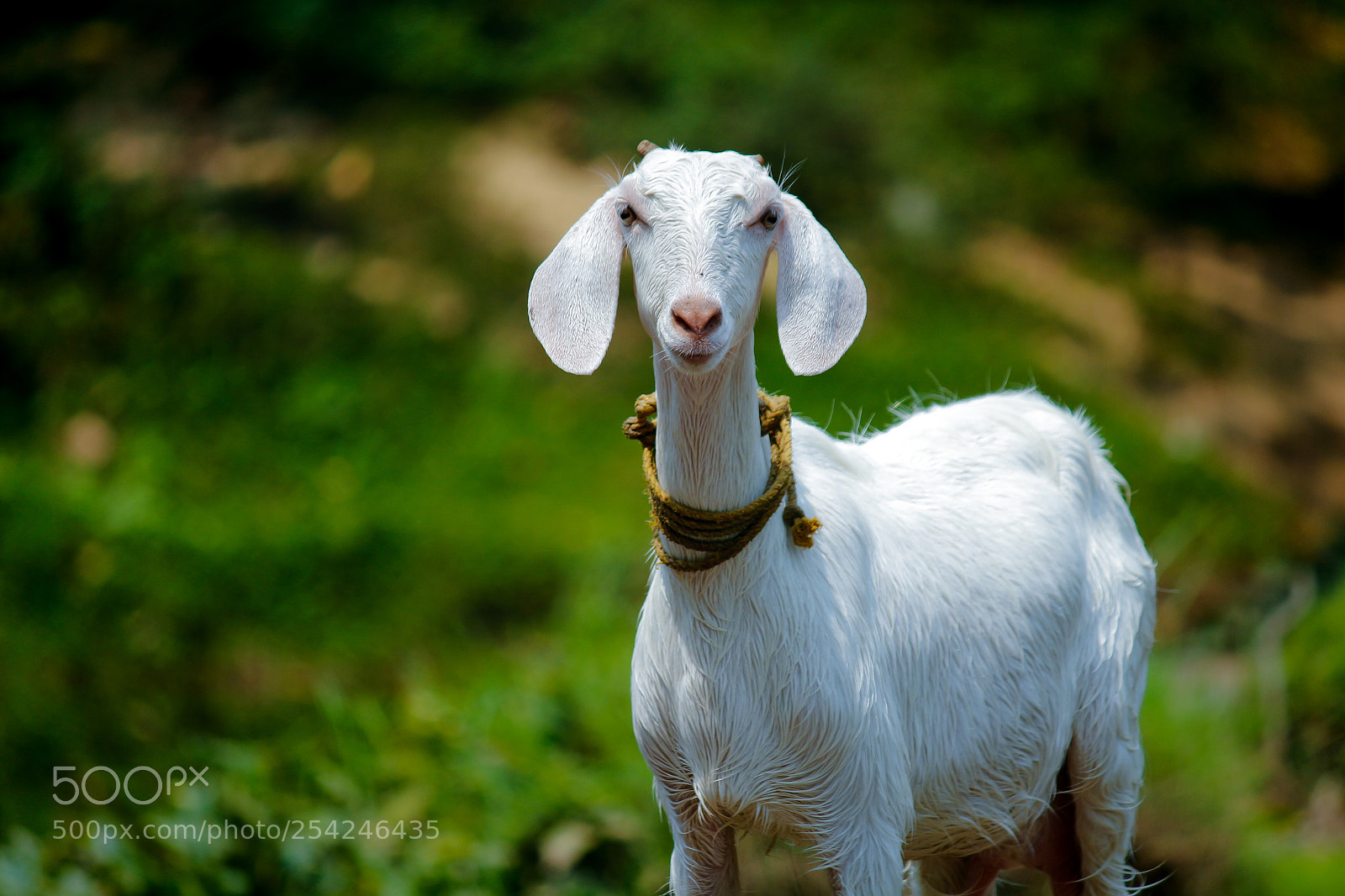 Canon EOS 700D (EOS Rebel T5i / EOS Kiss X7i) sample photo. White goat photography