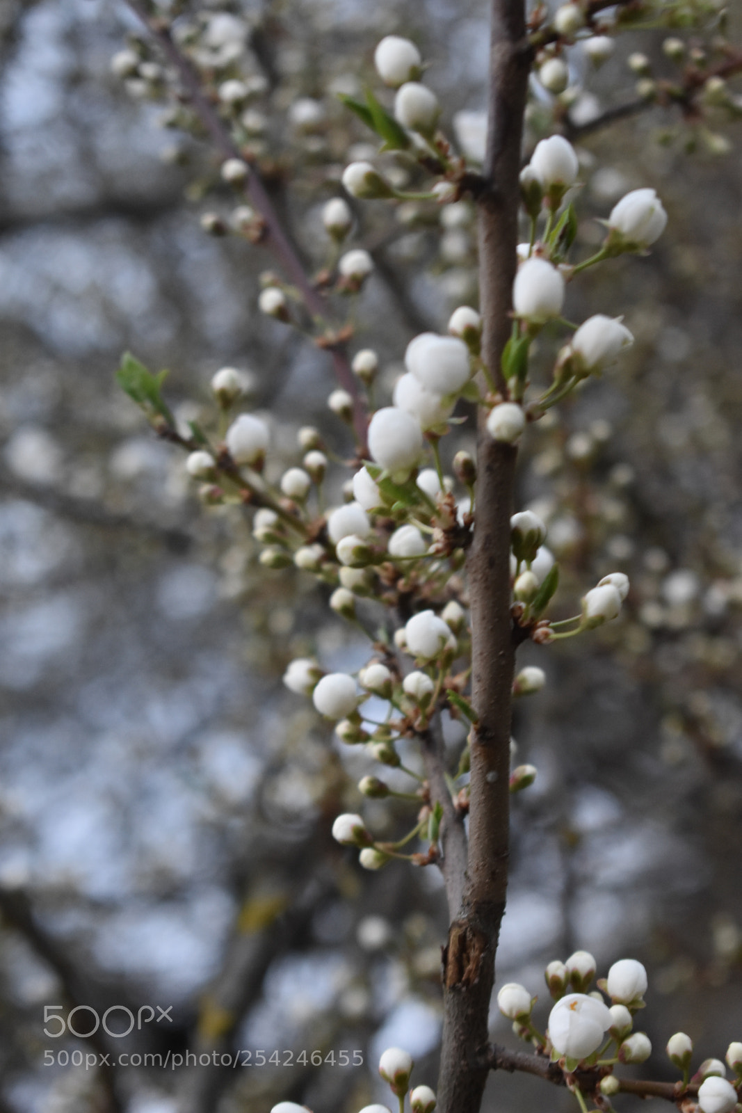 Nikon D3400 sample photo. Dsc photography