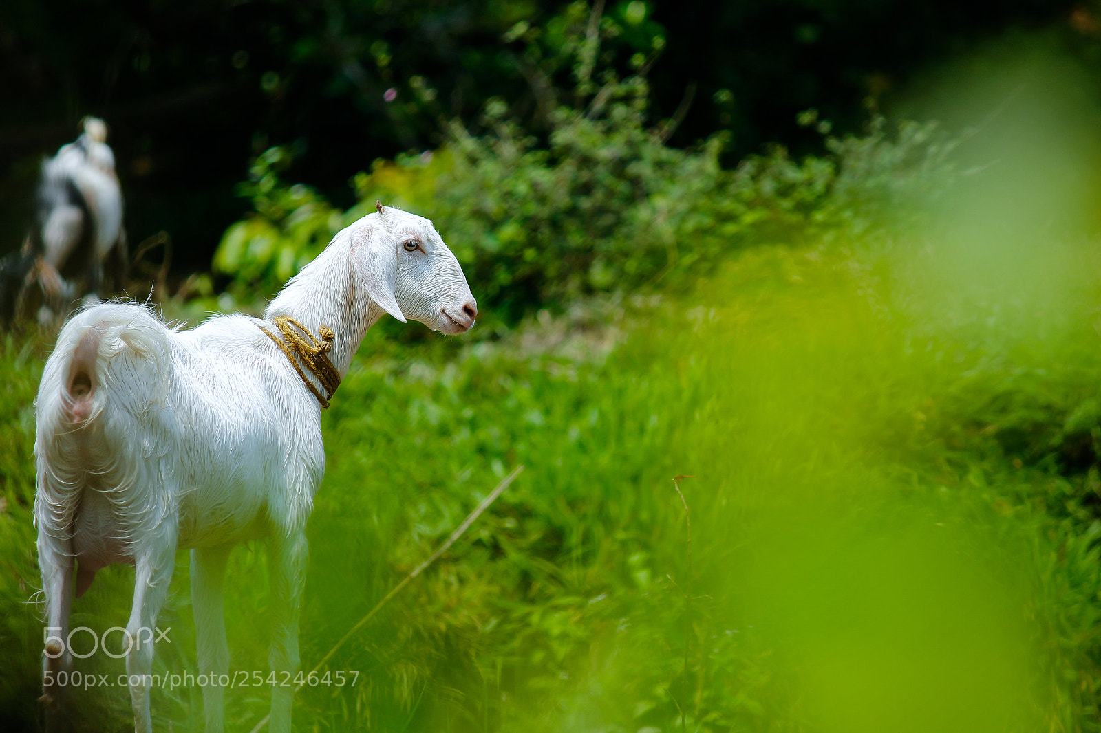 Canon EOS 700D (EOS Rebel T5i / EOS Kiss X7i) sample photo. White goat photography