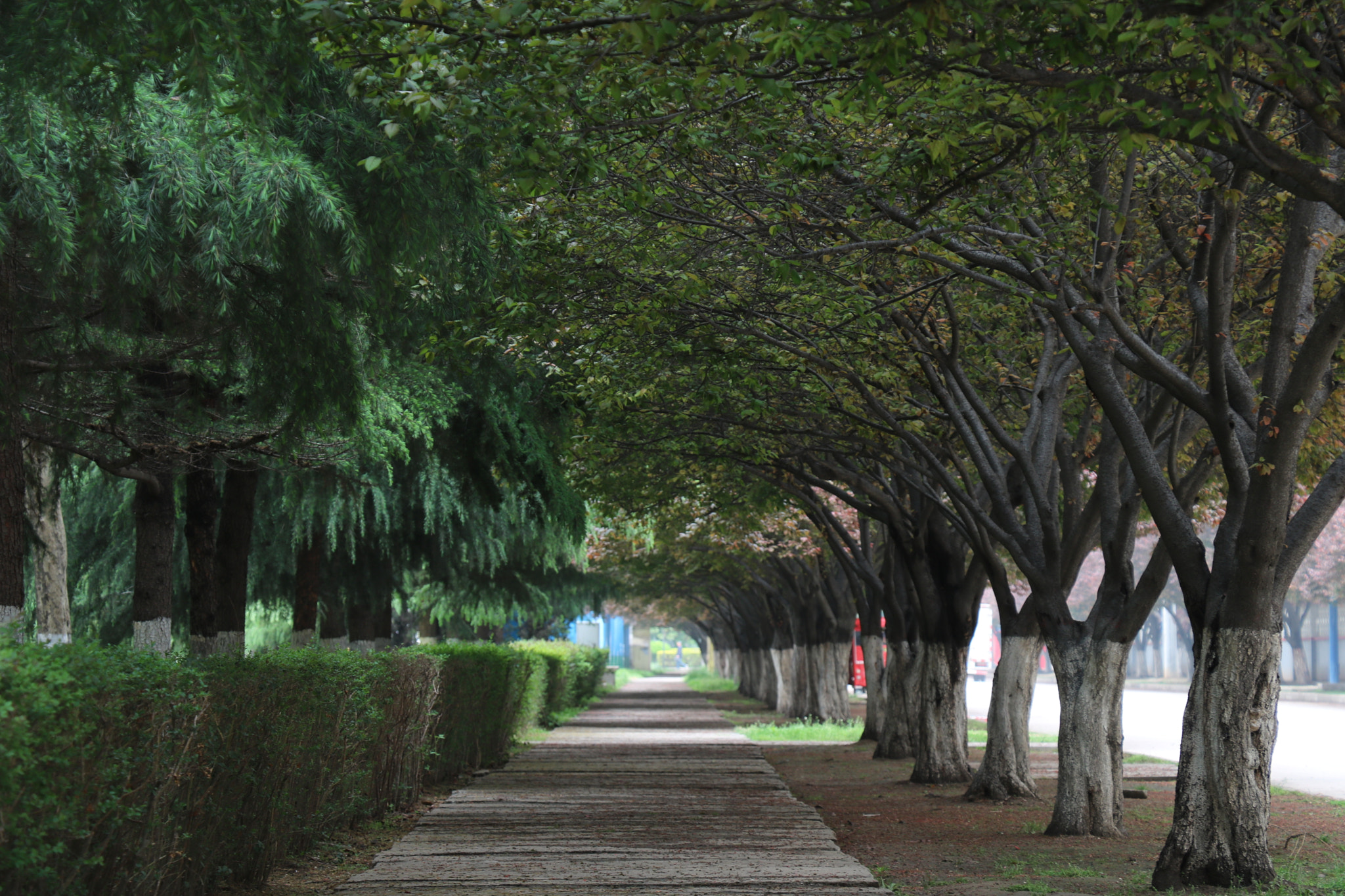 Canon EOS 750D (EOS Rebel T6i / EOS Kiss X8i) sample photo. 悠然的小路 photography