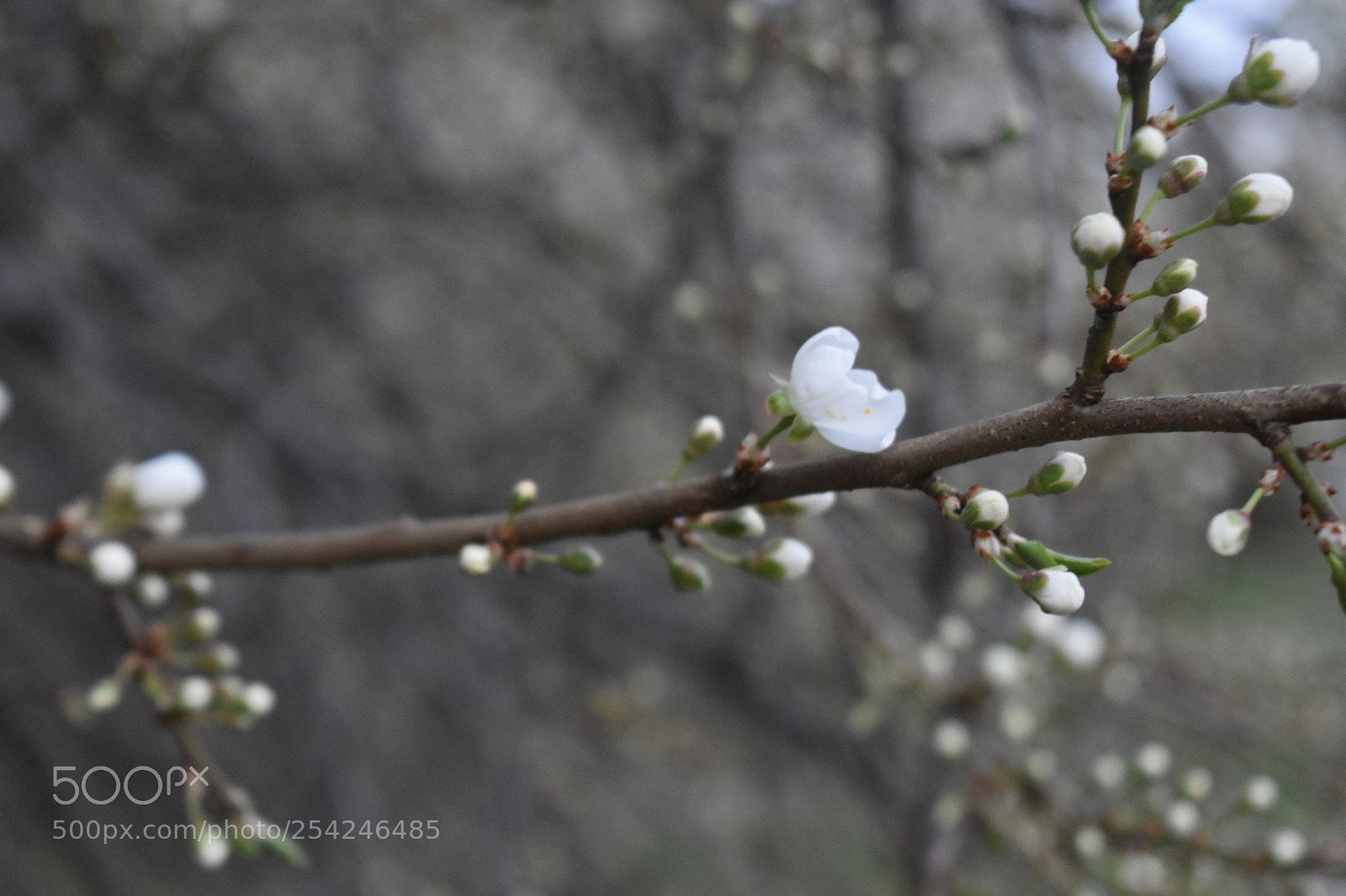 Nikon D3400 sample photo. Dsc photography