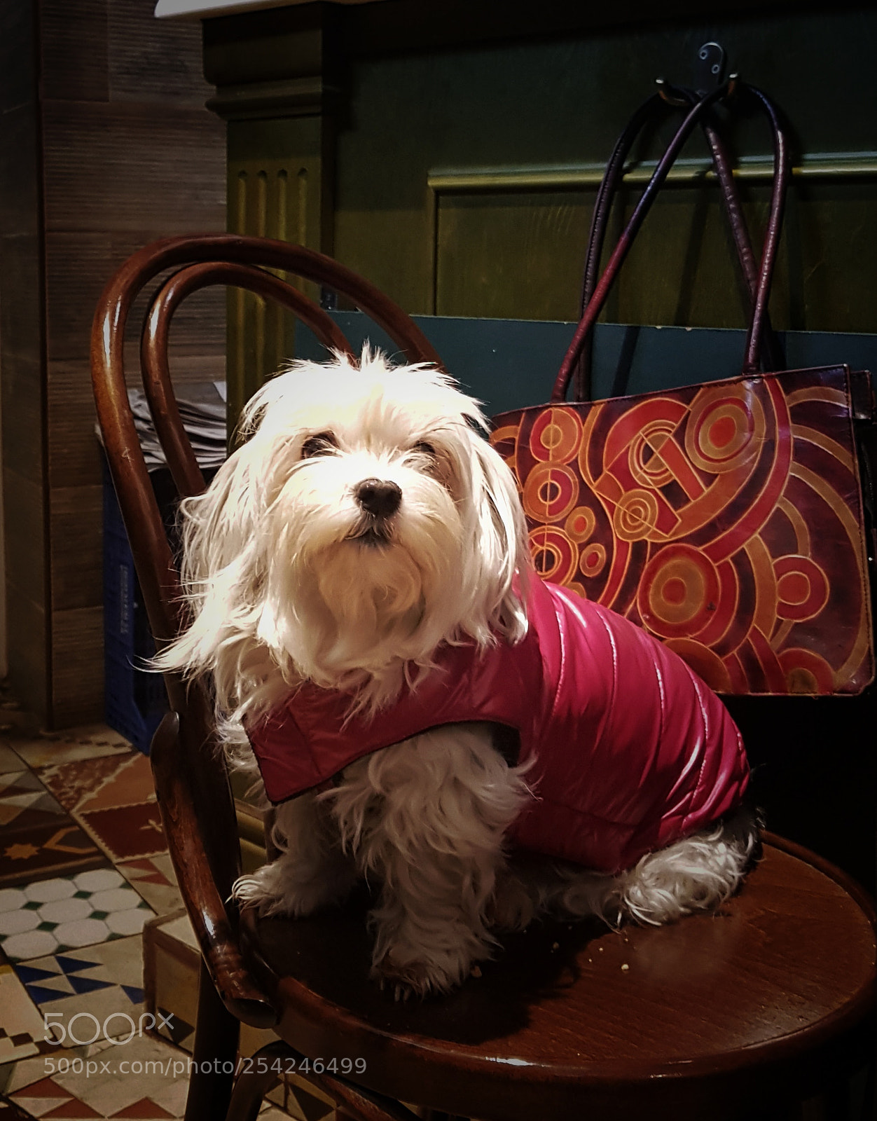 Samsung Galaxy S7 Edge sample photo. Dog photography