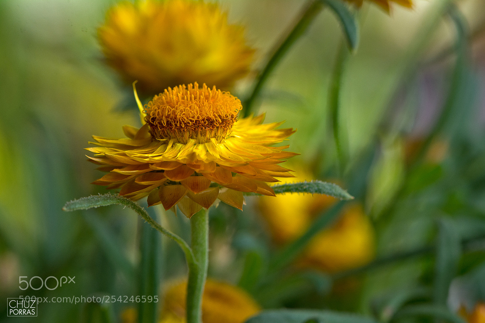 Nikon D7100 sample photo. Flower in garden photography