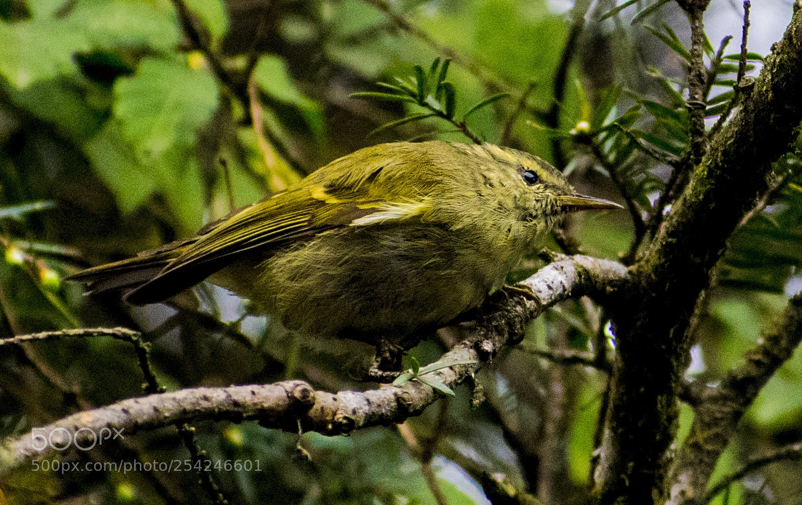 Nikon D3300 sample photo. Bird photography