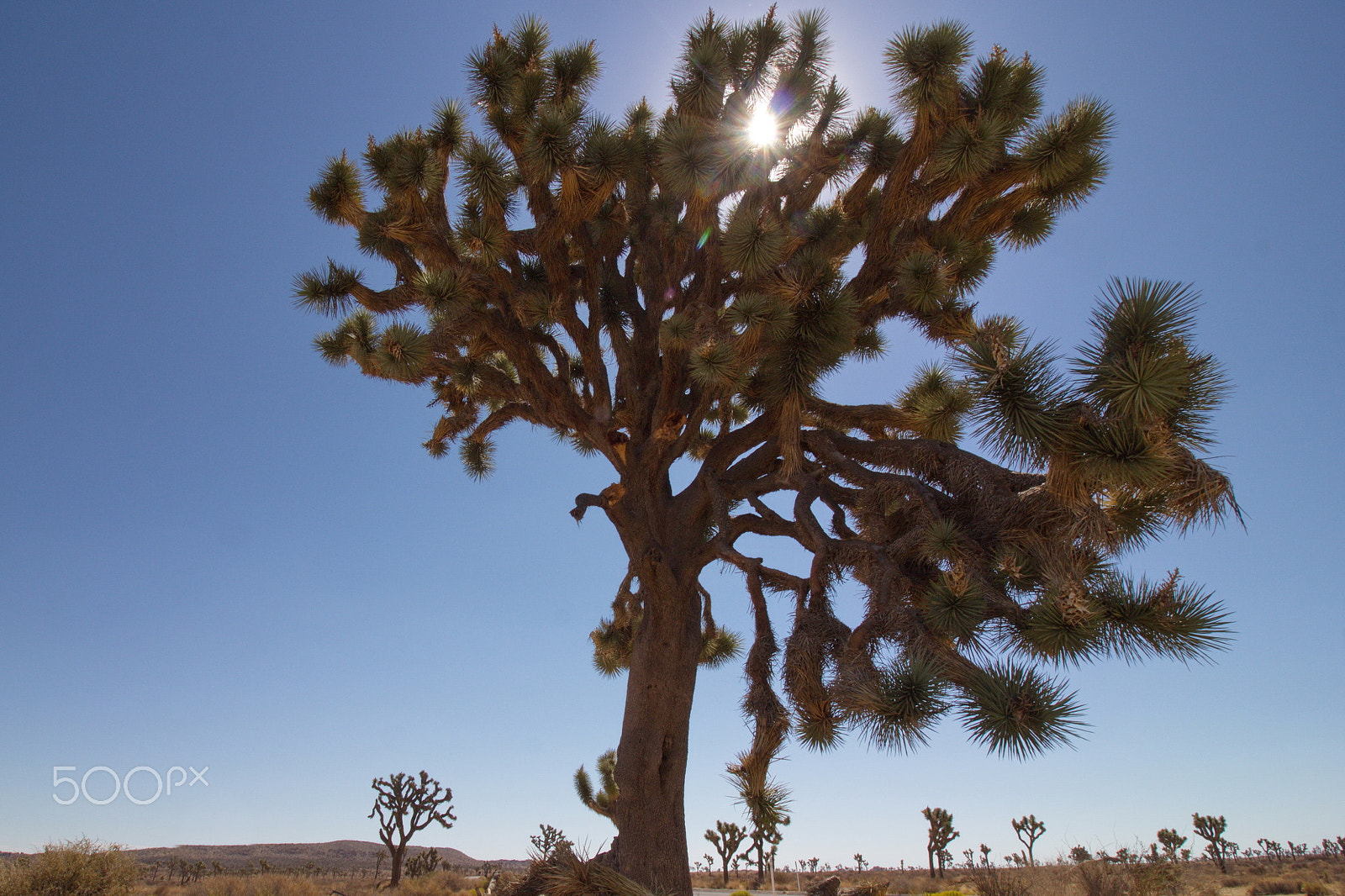 Canon EOS 600D (Rebel EOS T3i / EOS Kiss X5) sample photo. Joshua tree photography