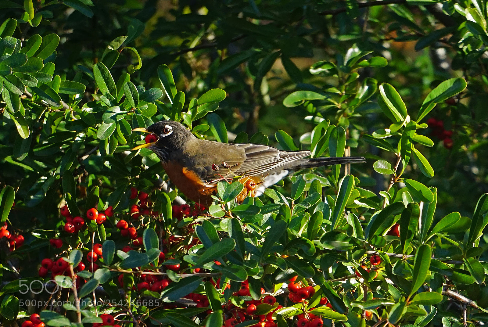 Sony a6000 sample photo. Happy little robin photography