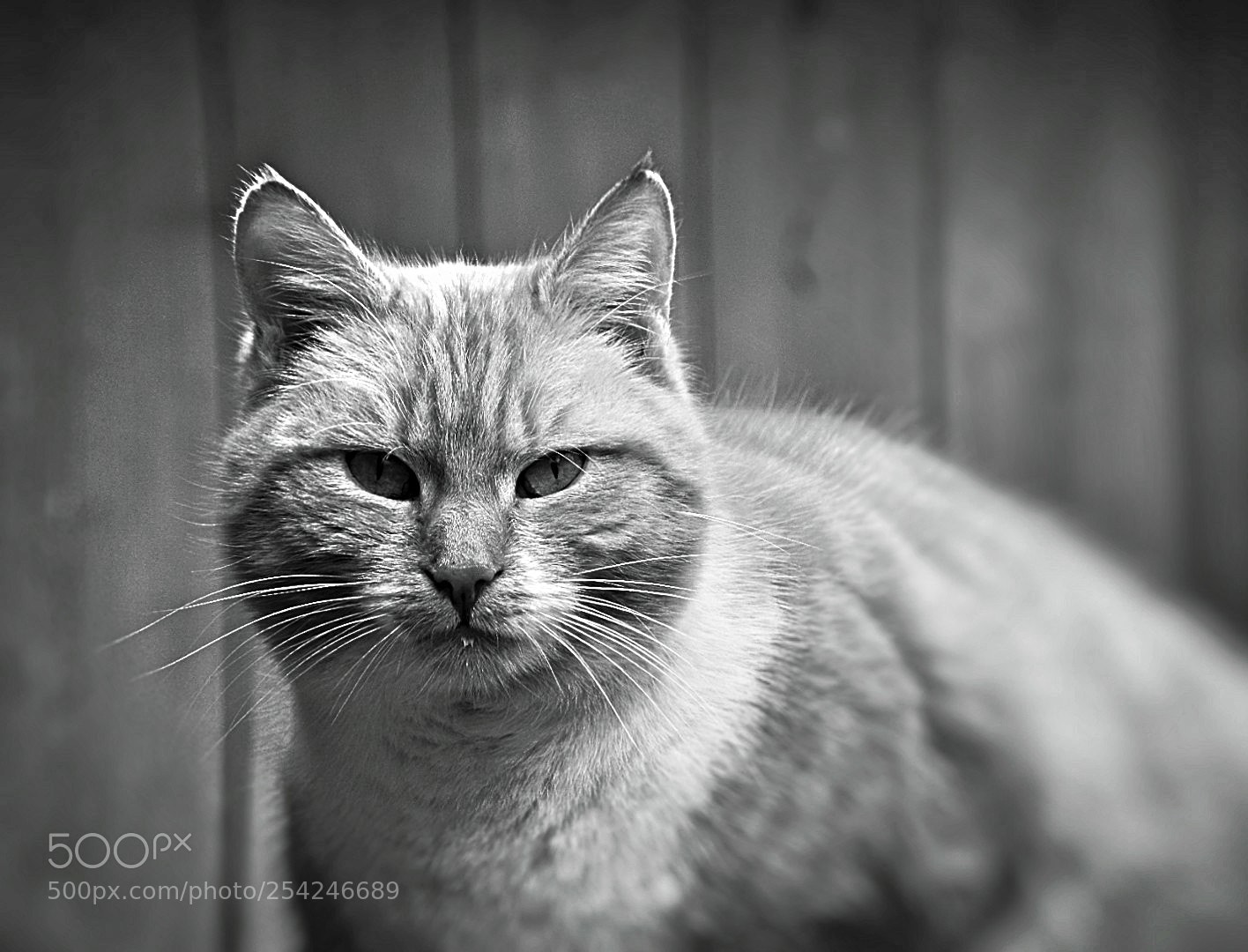 Nikon D5300 sample photo. Erst mal schauen! photography
