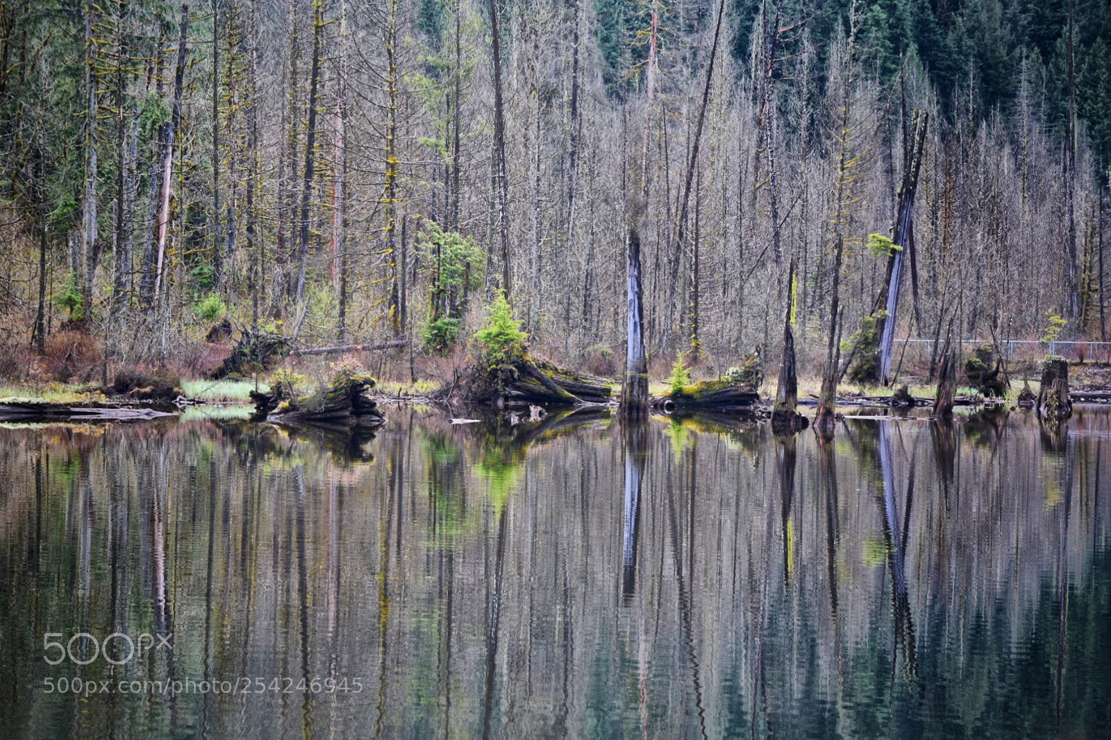 Nikon D5300 sample photo. Morning reflections photography