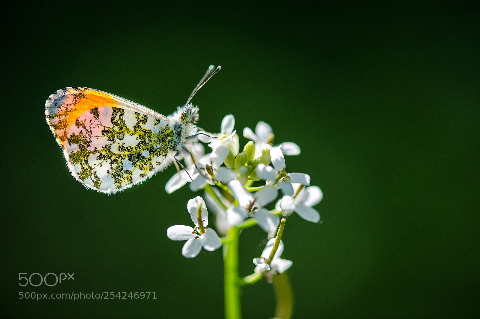 Nikon D850 sample photo. Anthocharis cardamines (aurore) photography