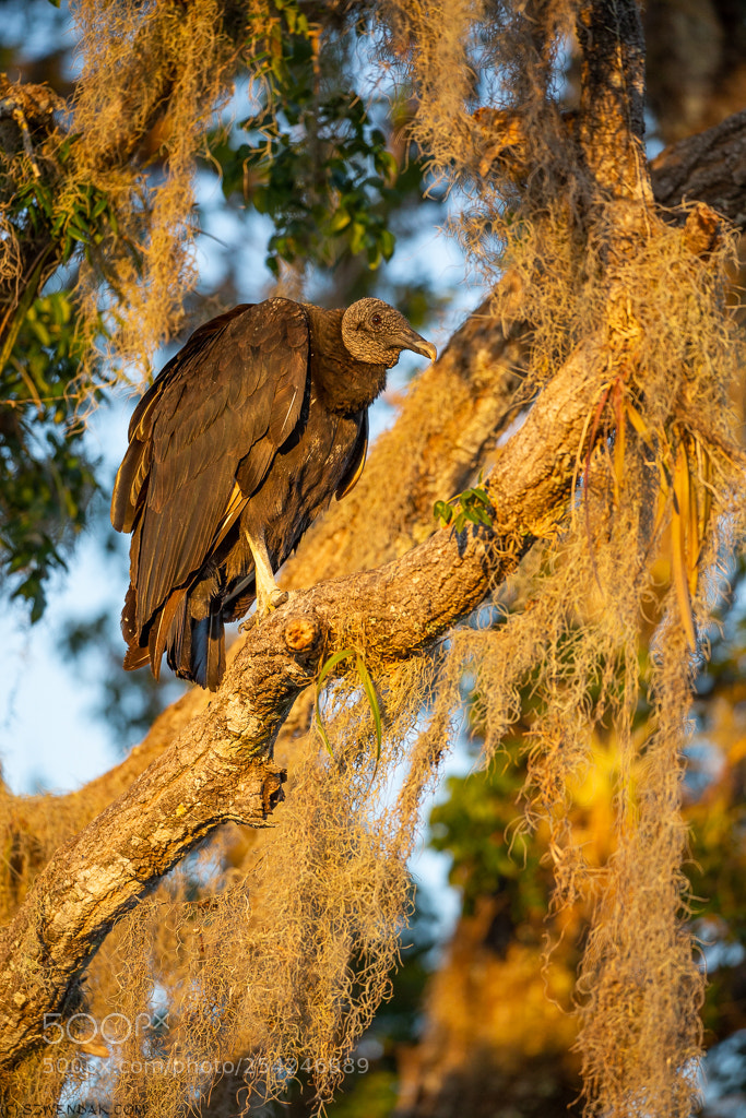 Canon EOS-1D X sample photo. Vulture at sunrise photography