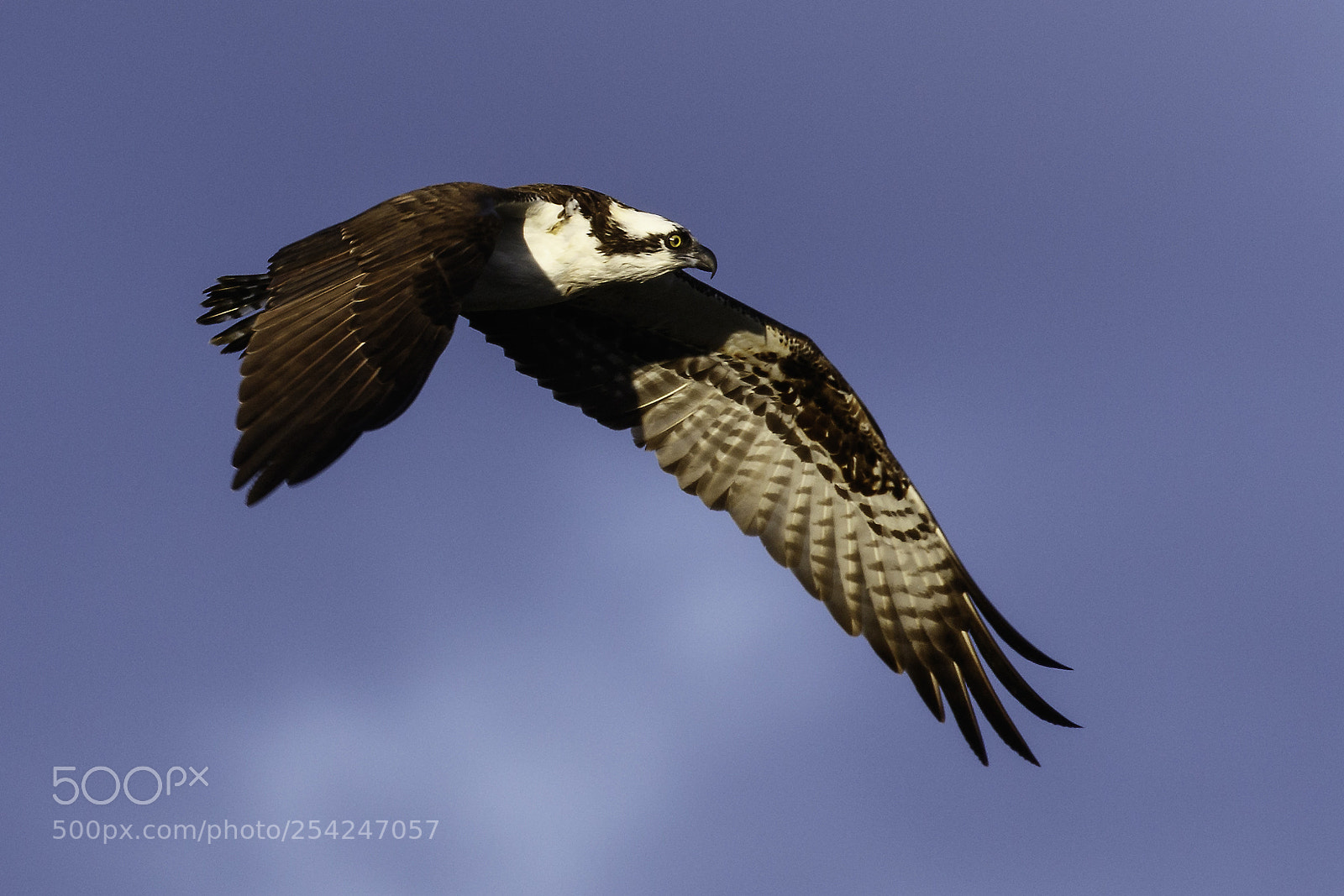 Canon EOS 7D Mark II sample photo. Osprey in flight photography